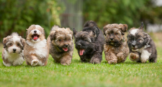 Six running Havanese puppies