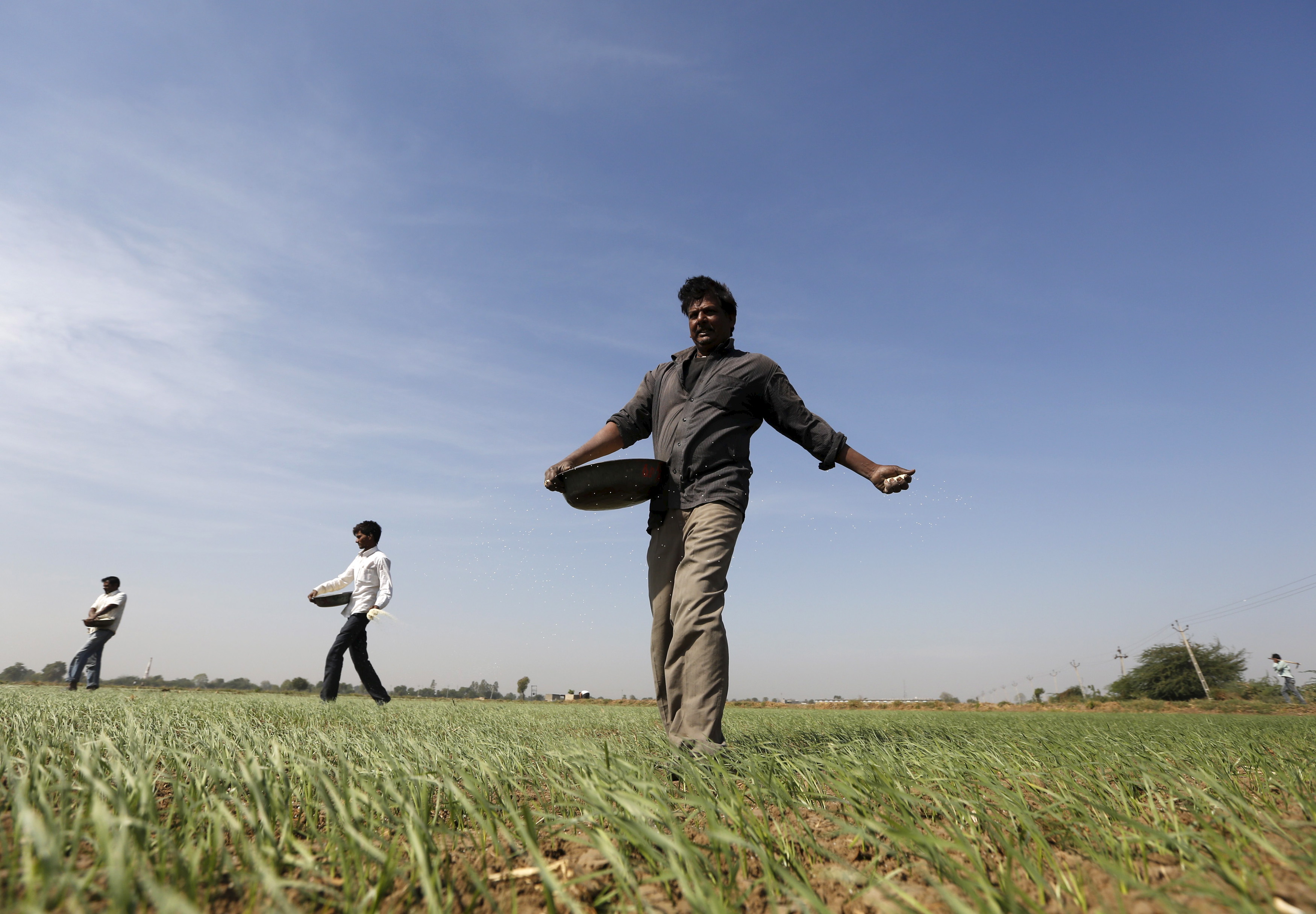 Farmers sprinkle fertilizer on a wheat field on the outskirts of Ahmedabad, India, on Dec. 15, 2015 (Amit Dave—Reuters)