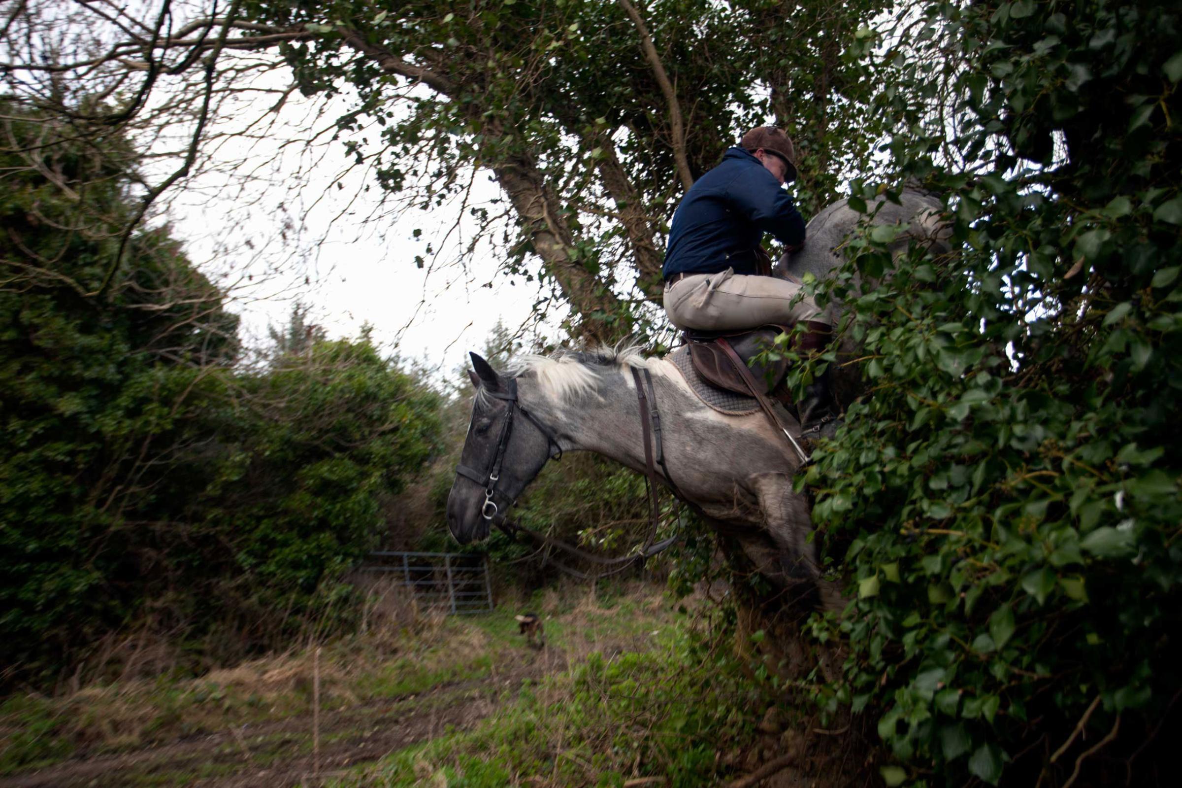 Grange. Killinick. Co.Wexford A man displays his horsemanship by riding backwards over a steep hedge during an afternoon with the Killinick Harriers Hunt Club.
