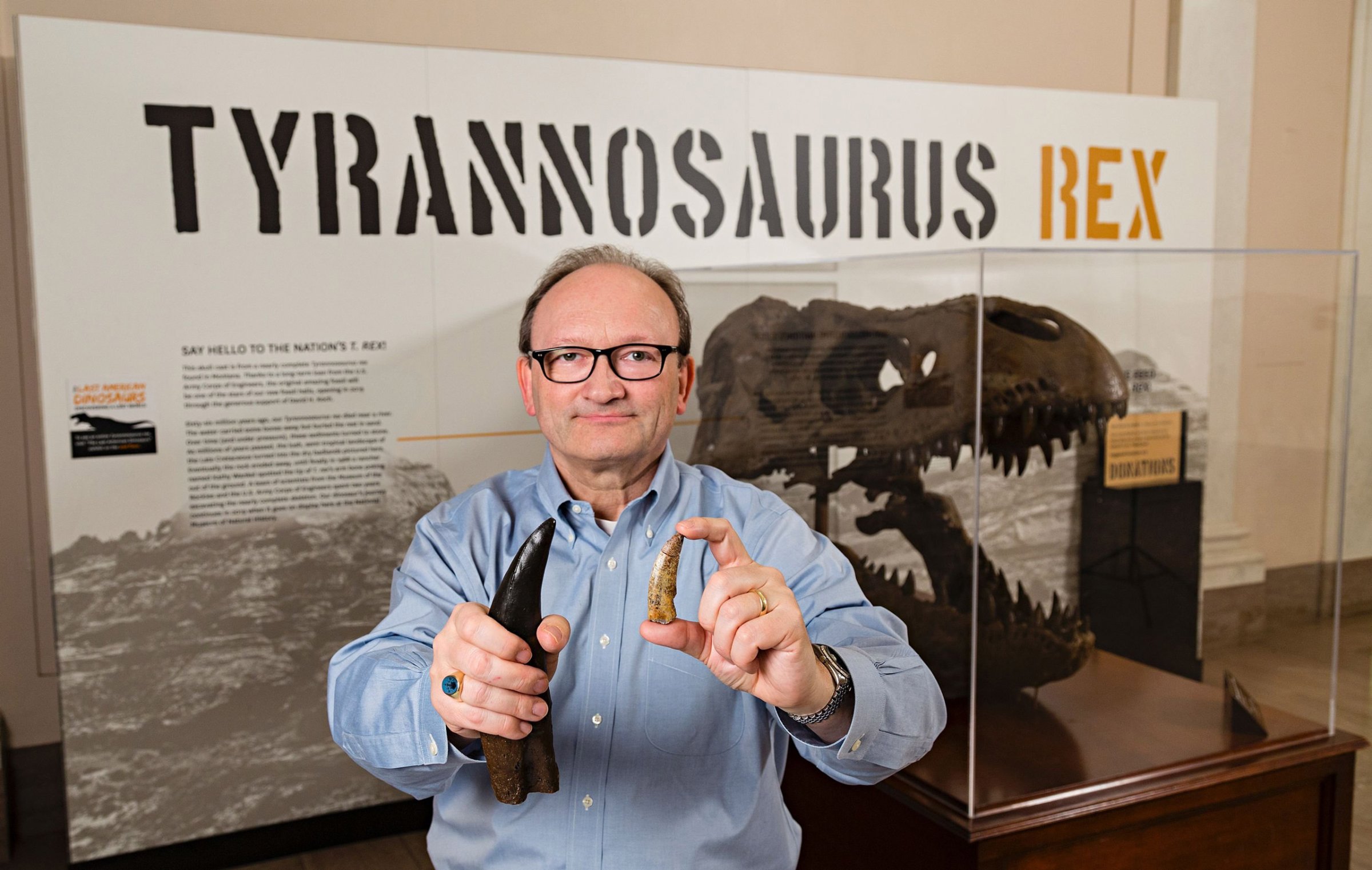 This March 4, 2016 photo provided by the Smithsonian Institution shows Hans Sues, Chair, Department of Paleobiology, National Museum of Natural History, Smithsonian Institution holding a cast (right hand) of a Tyrannosaurus Rex tooth for comparison with an actual tooth of the new tyrannosaur Timurlengia euotica, catalog number 538157, from the Late Cretaceous Period that was found in the Kyzylkum Desert, Uzbekistan. A newly discovered cousin of the T. rex may explain how the legendary dinosaur leapt in size to become undisputed king of the food chain, scientists said March 14, 2016. Until now, researchers have had little evidence of how the iconic predator became one of the largest carnivores to ever roam the Earth before the dinosaurs went extinct 65 million years ago. / AFP PHOTO / Smithsonian Institution / James Di Loreto / RESTRICTED TO EDITORIAL USE - MANDATORY CREDIT "AFP PHOTO / SMITHSONIAN INSTITUTE / JAMES DILORENTO" - NO MARKETING NO ADVERTISING CAMPAIGNS - DISTRIBUTED AS A SERVICE TO CLIENTS == NO ARCHIVE JAMES DI LORETO/AFP/Getty Images