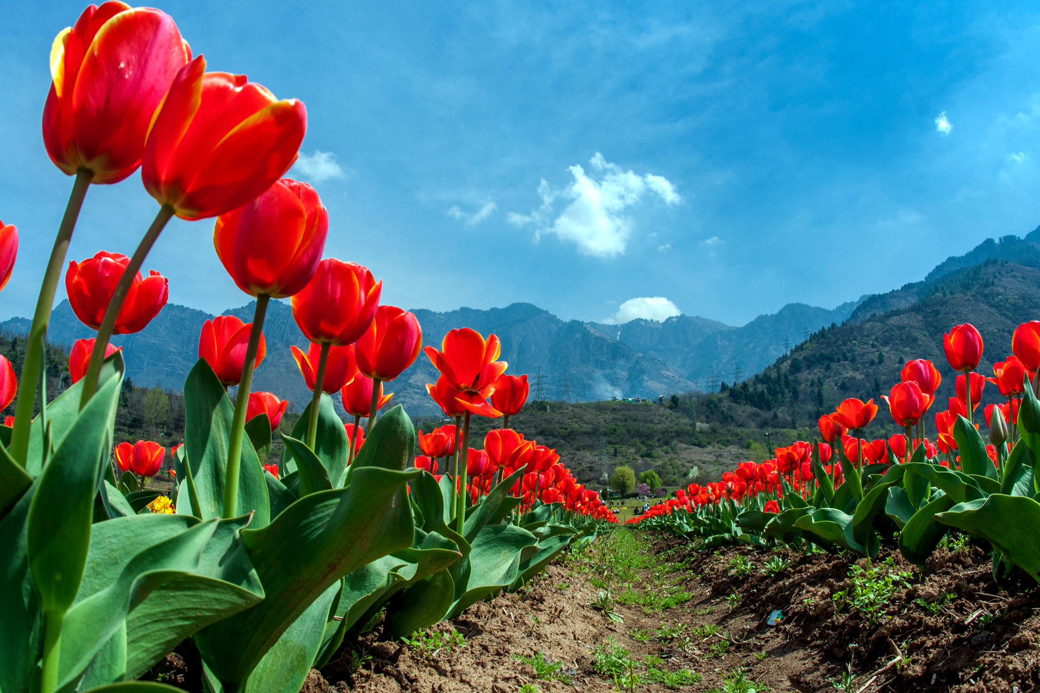 More than two million tulips are expected to bloom at the garden this spring.