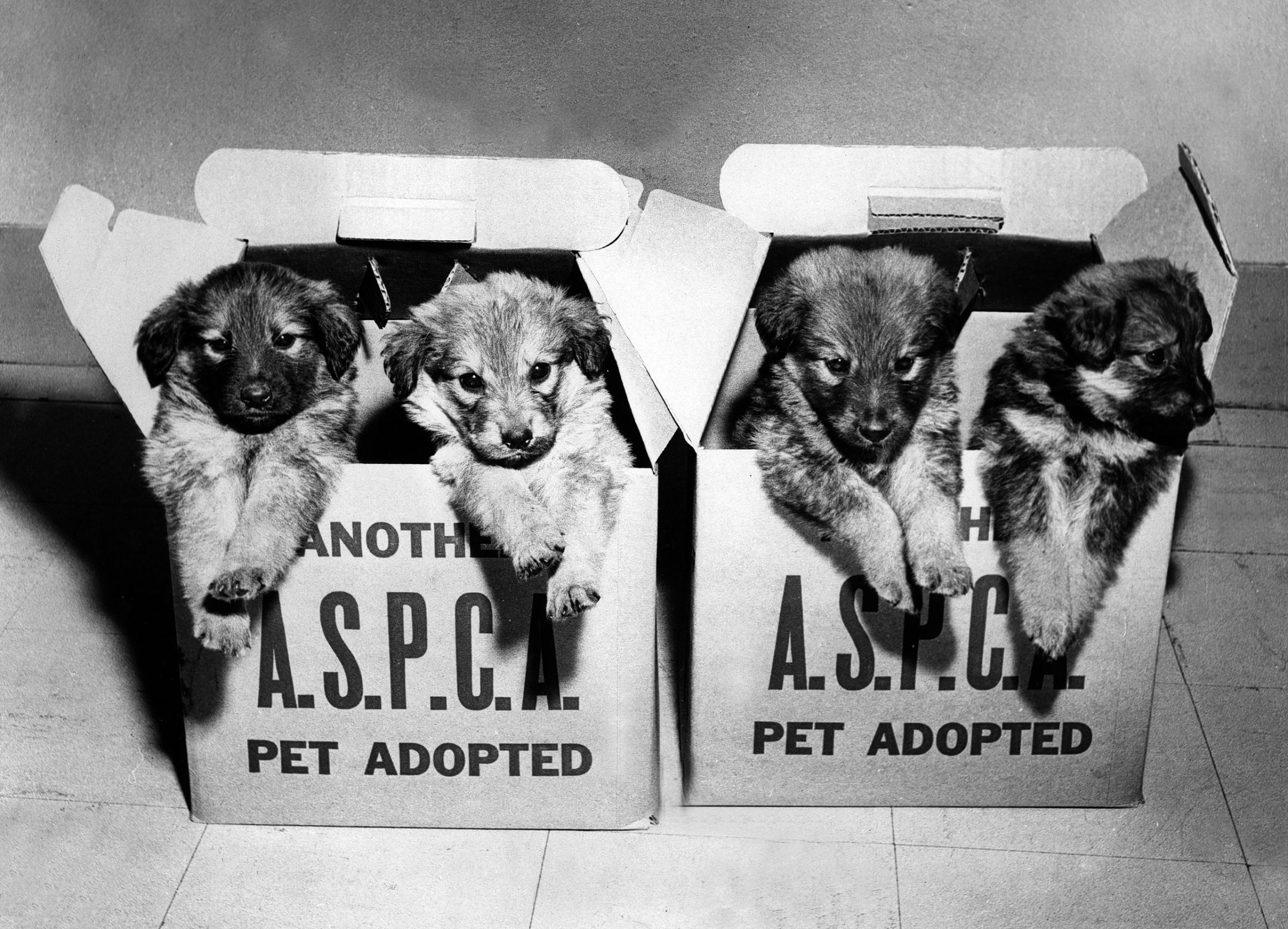 ASPCA rescue puppies in cardboard pet transport boxes, 1970s