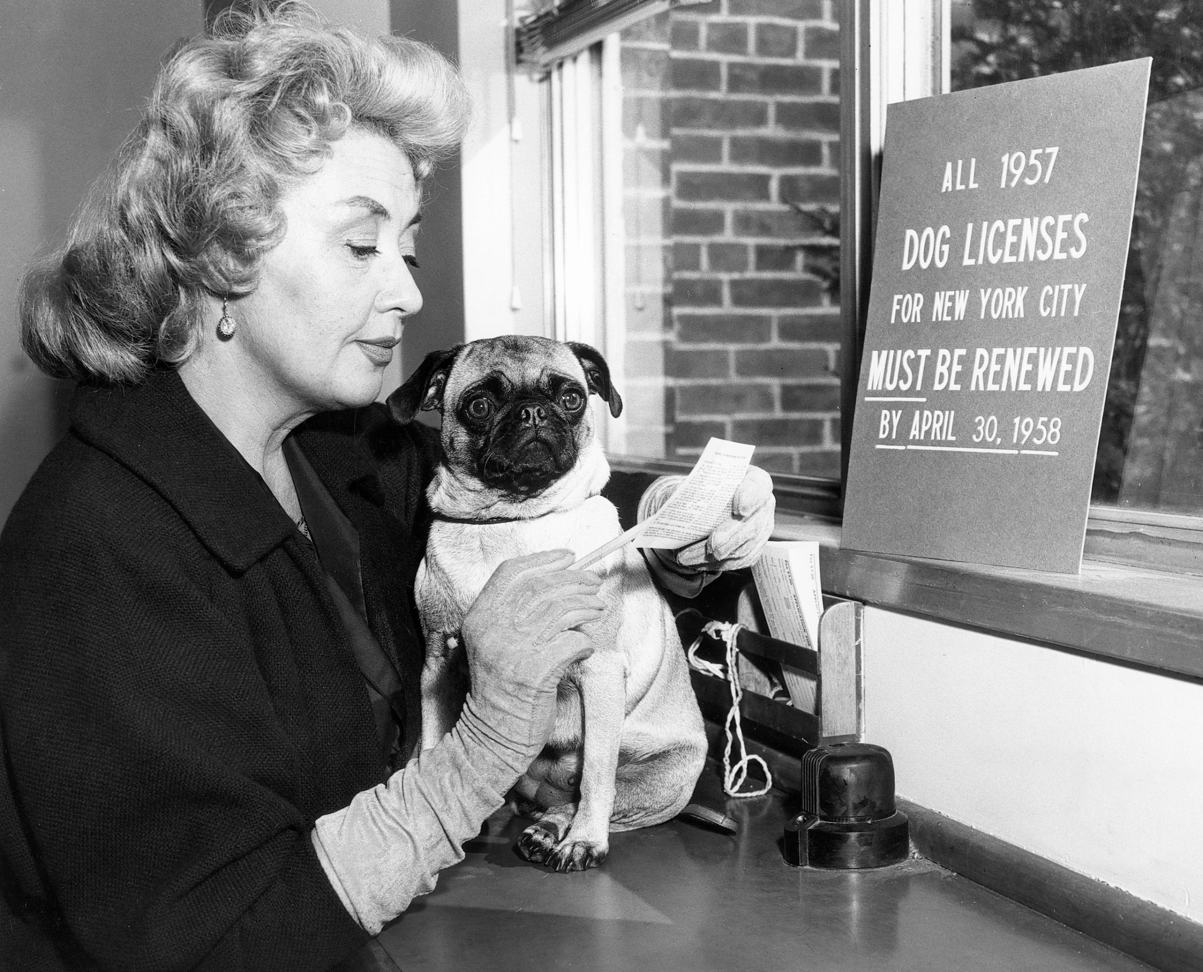 Actress Joan Blondell and her pug promote dog licensing for the ASPCA, 1958