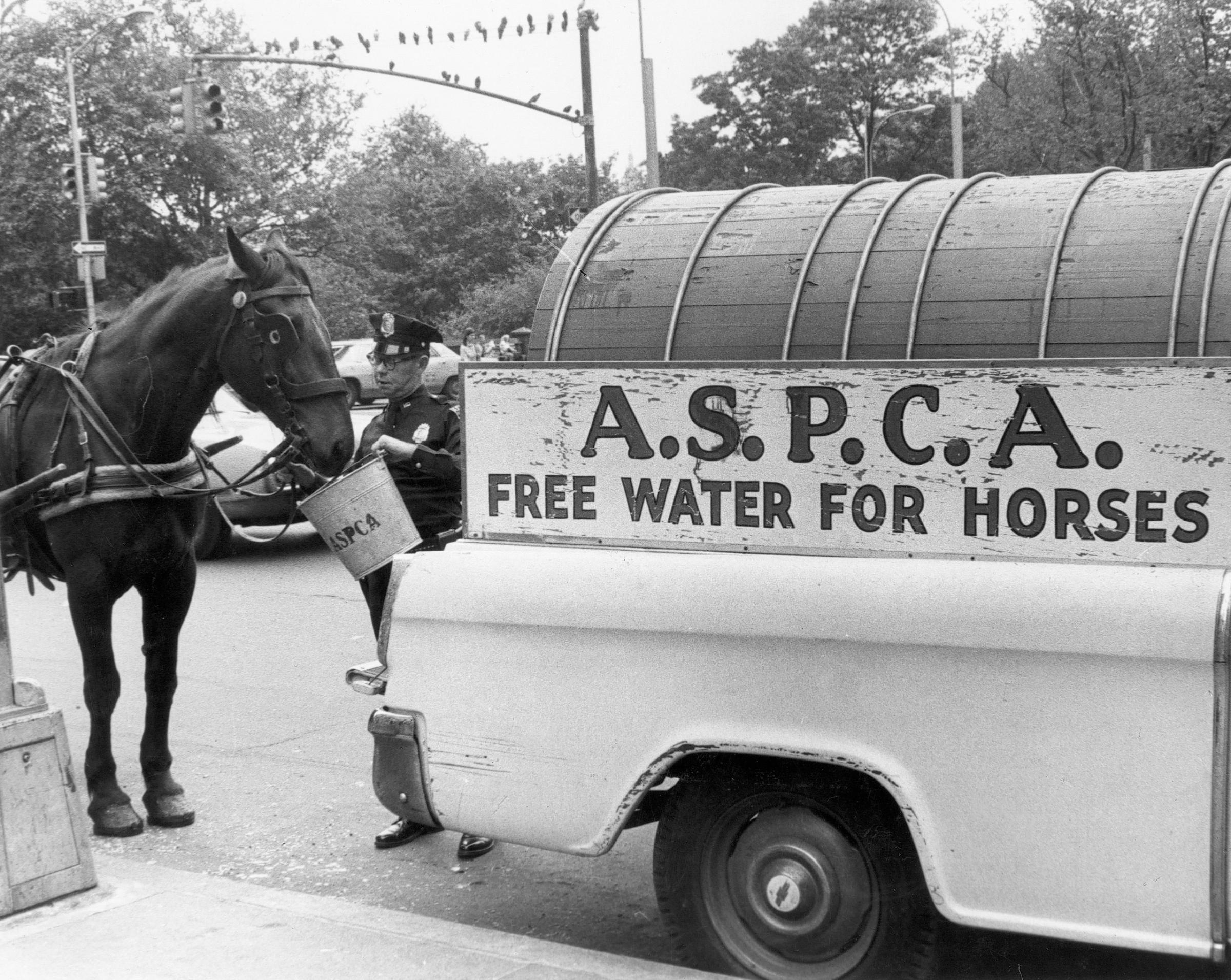 ASPCA horse watering service vehicle and agent provide a drink to a thirsty horse in NYC, 1960s