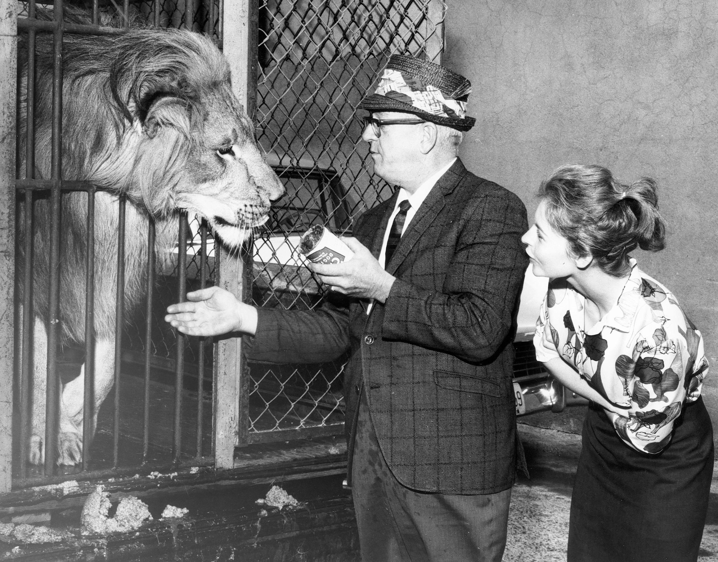 Circus lion gets a visit at the ASPCA Animal Port at Idlewild (John F. Kennedy) Airport, 1960s
