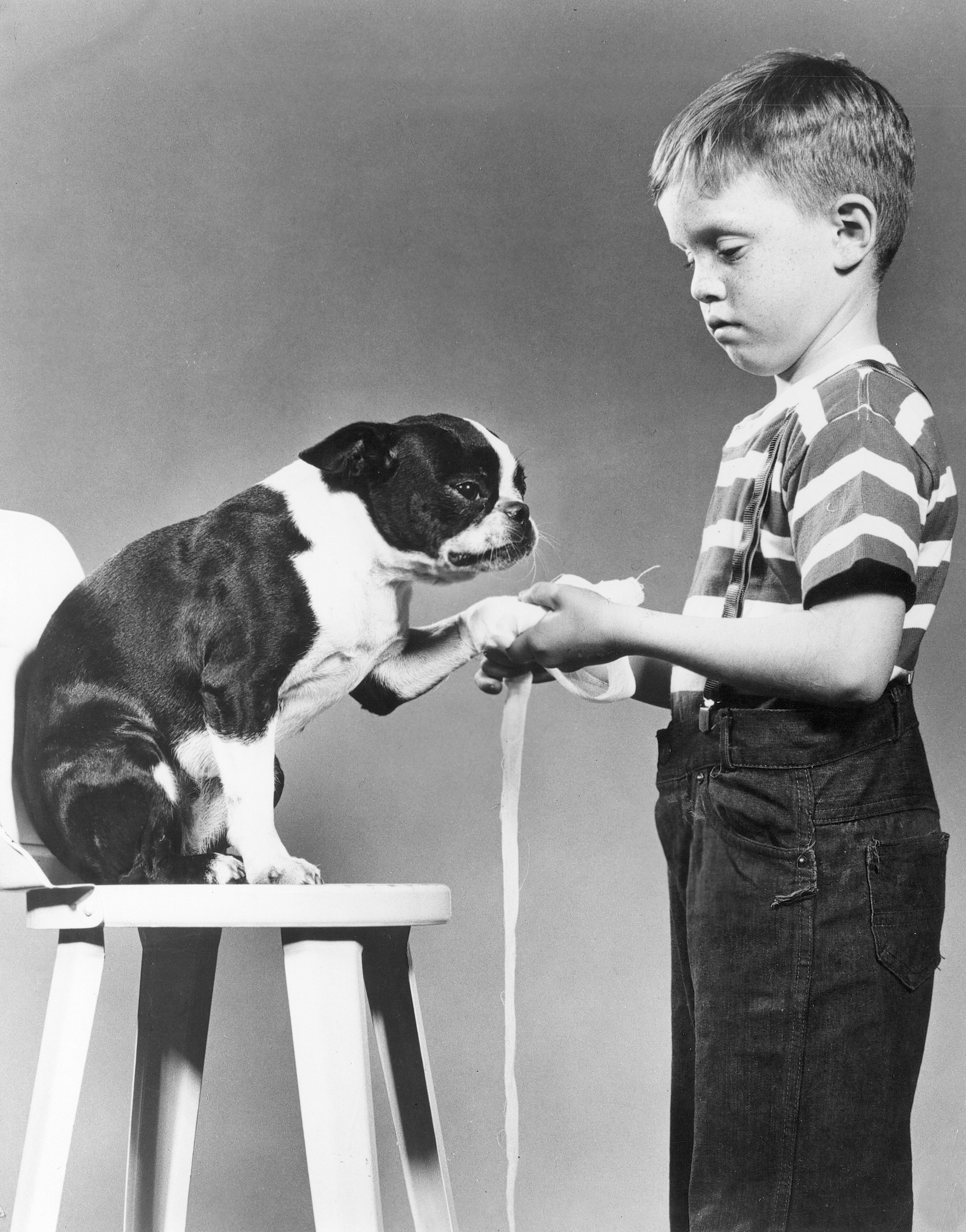 Boy in ASPCA humane education class learning to bandage a dog, 1950s