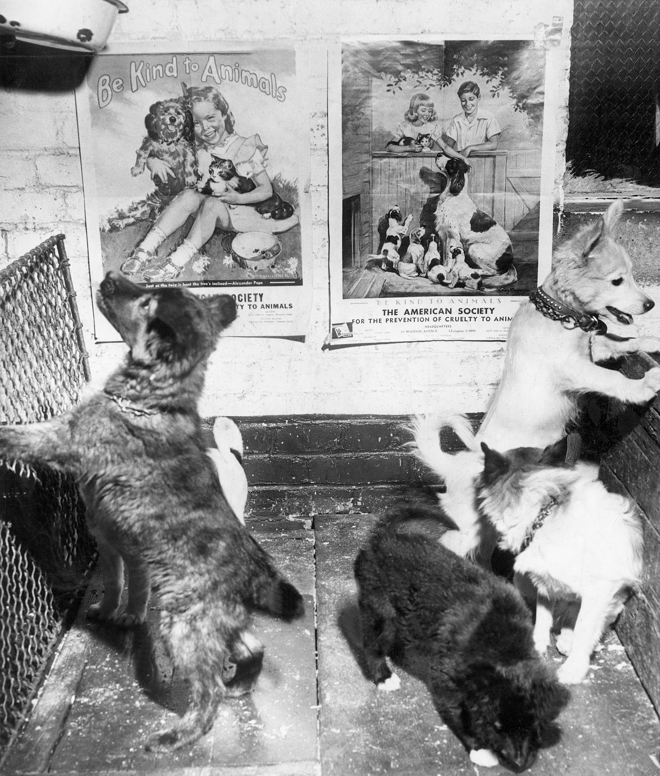 Puppies for adoption at ASPCA Animal Shelter in NYC with humane-themed posters, 1950s.