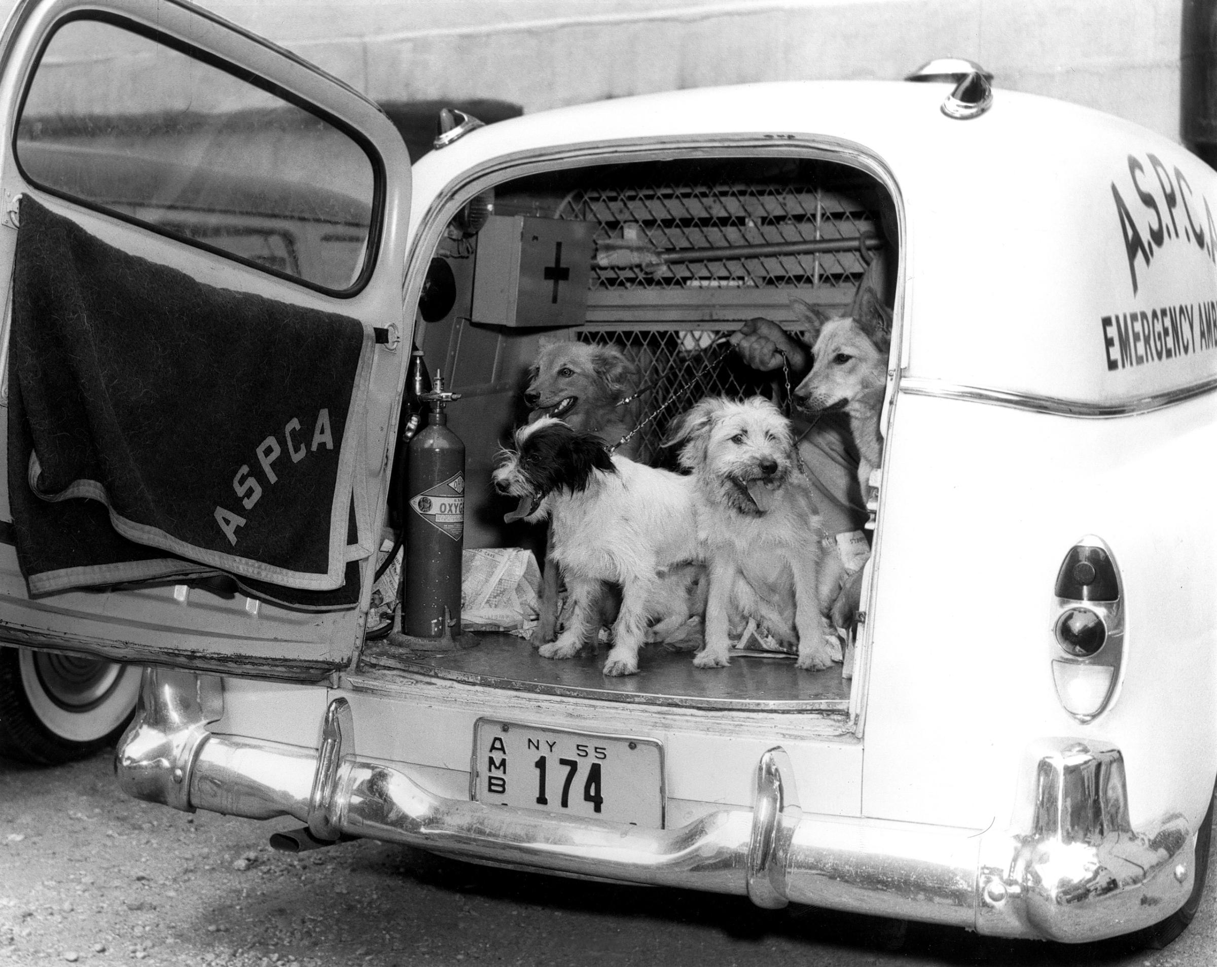 Dogs in ASPCA rescue vehicle, 1955