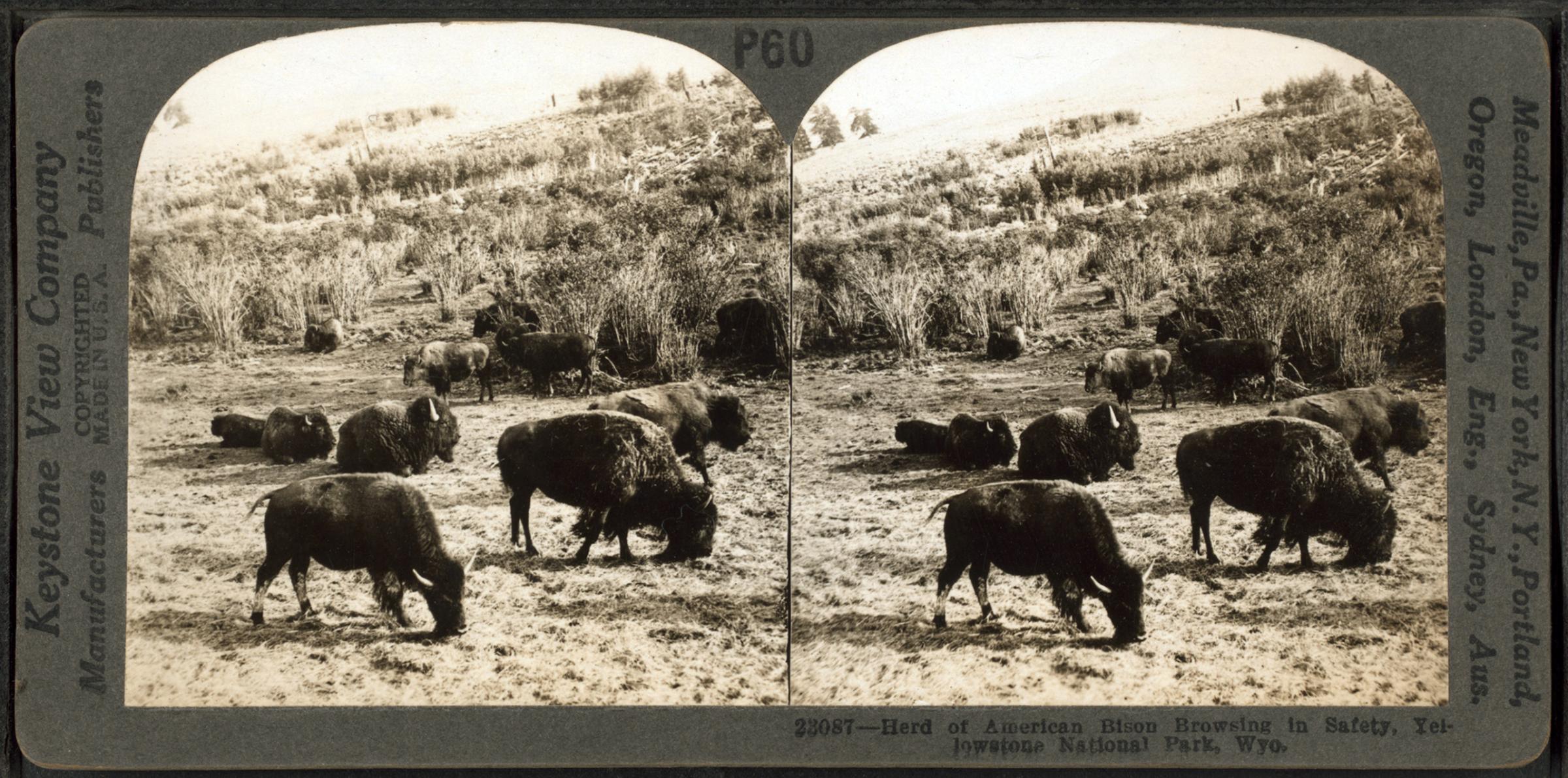 Herd of American Bison, browsing in safety, Yellowstone National Park, Wyoming. Circa 1895-1920.