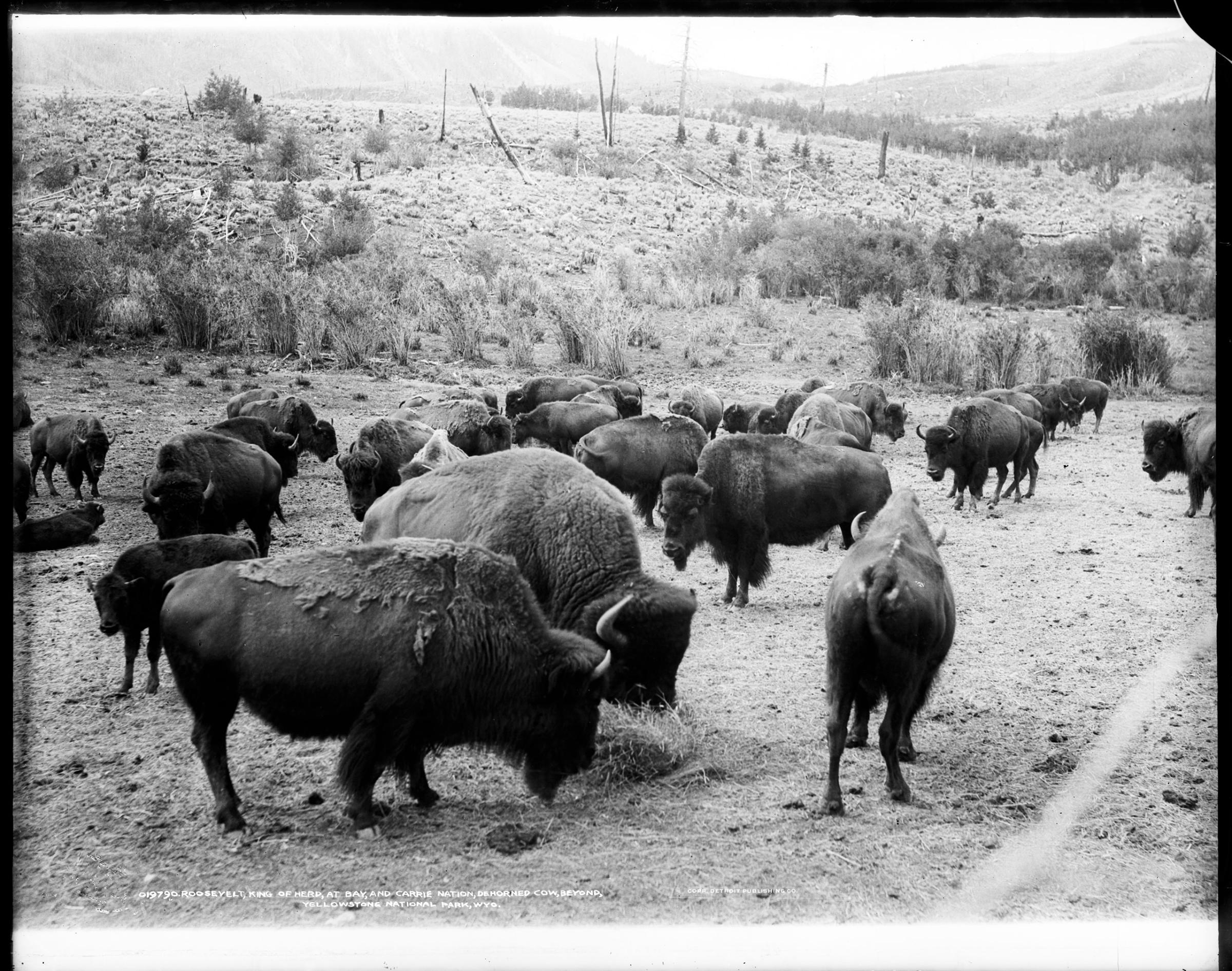 Bison in the Yellowstone National Park, Wyoming. Circa 1907.