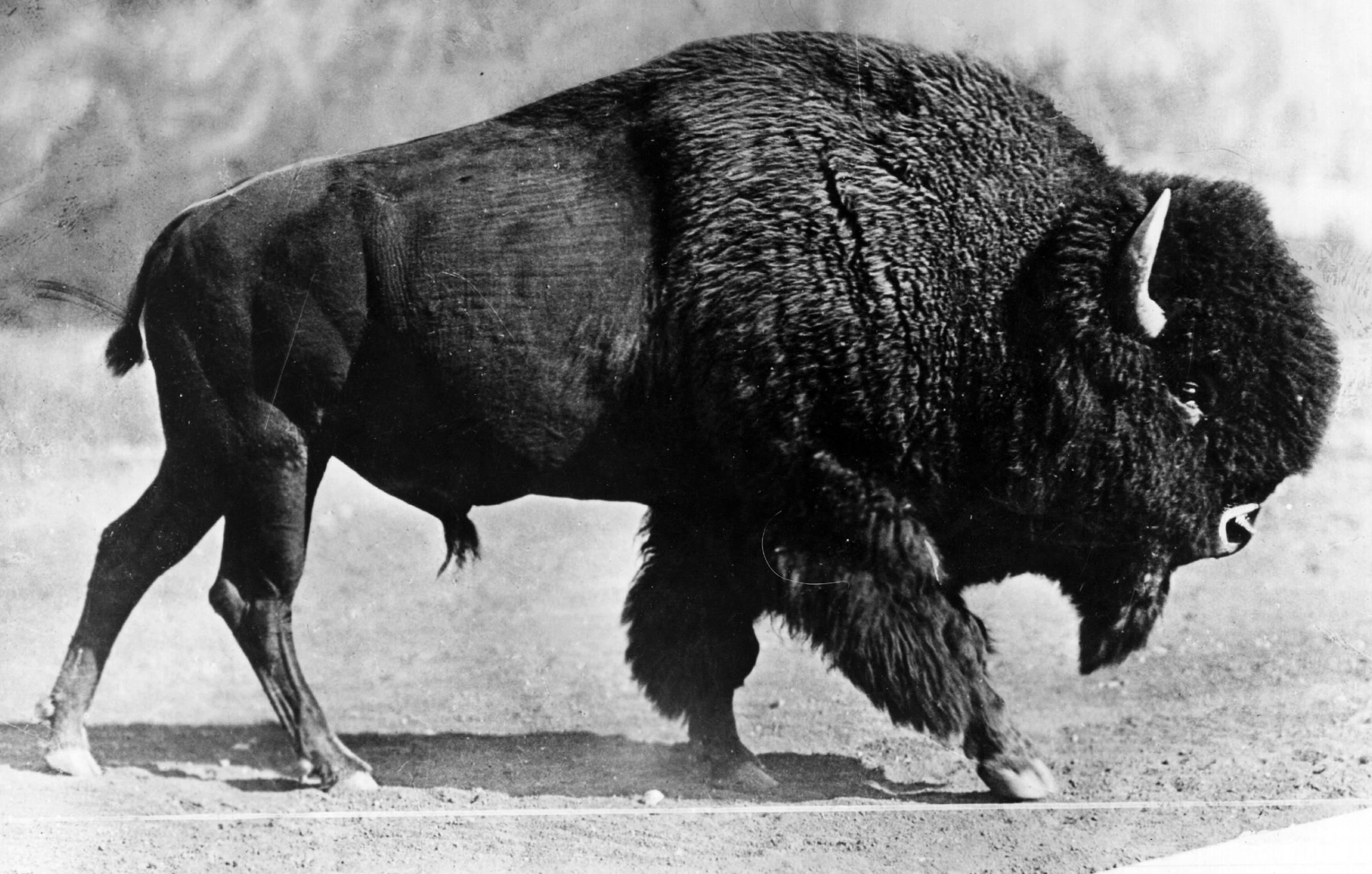 An American bison, circa 1930.