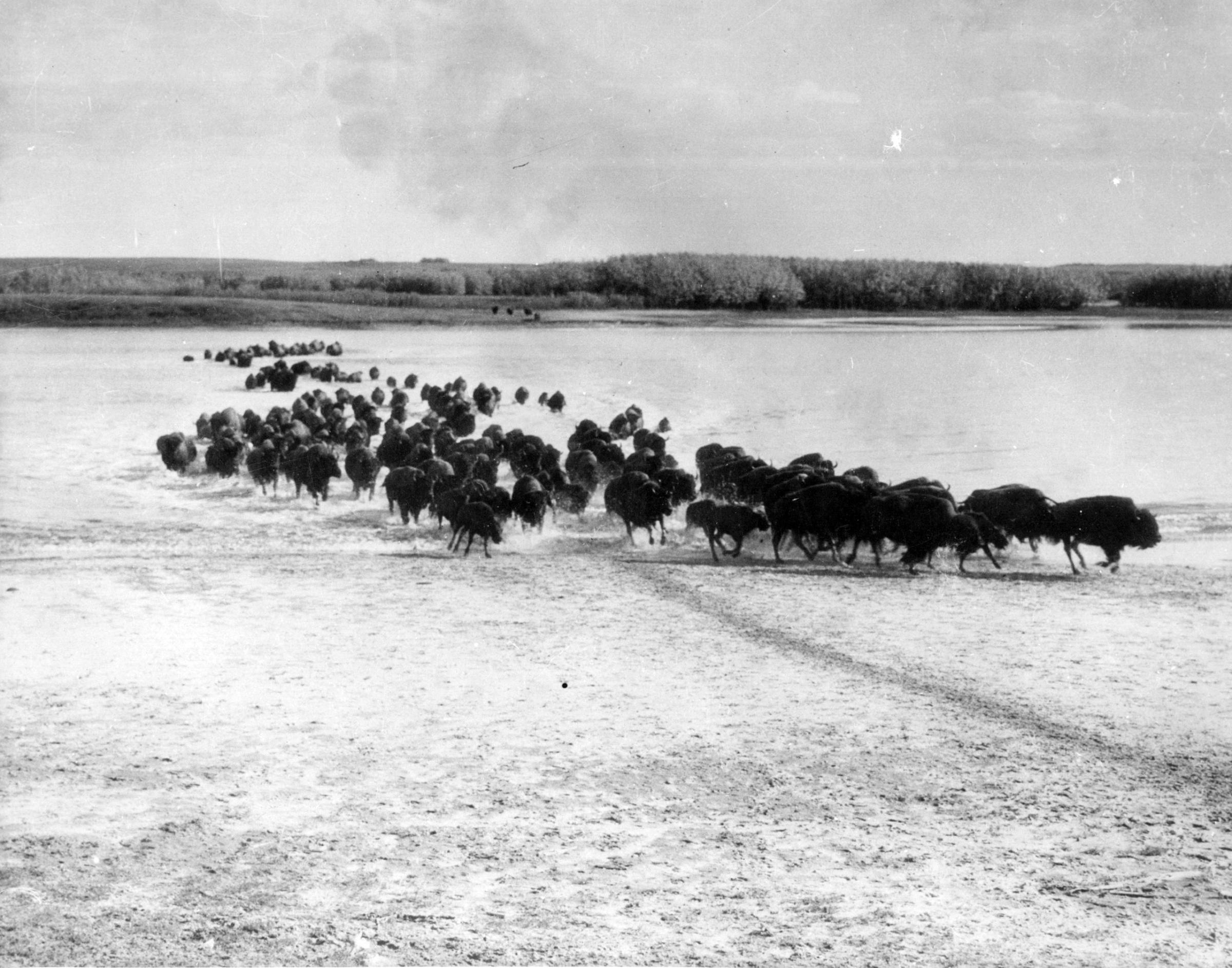 A herd of bison migrating south from Yukon. Circa 1930.