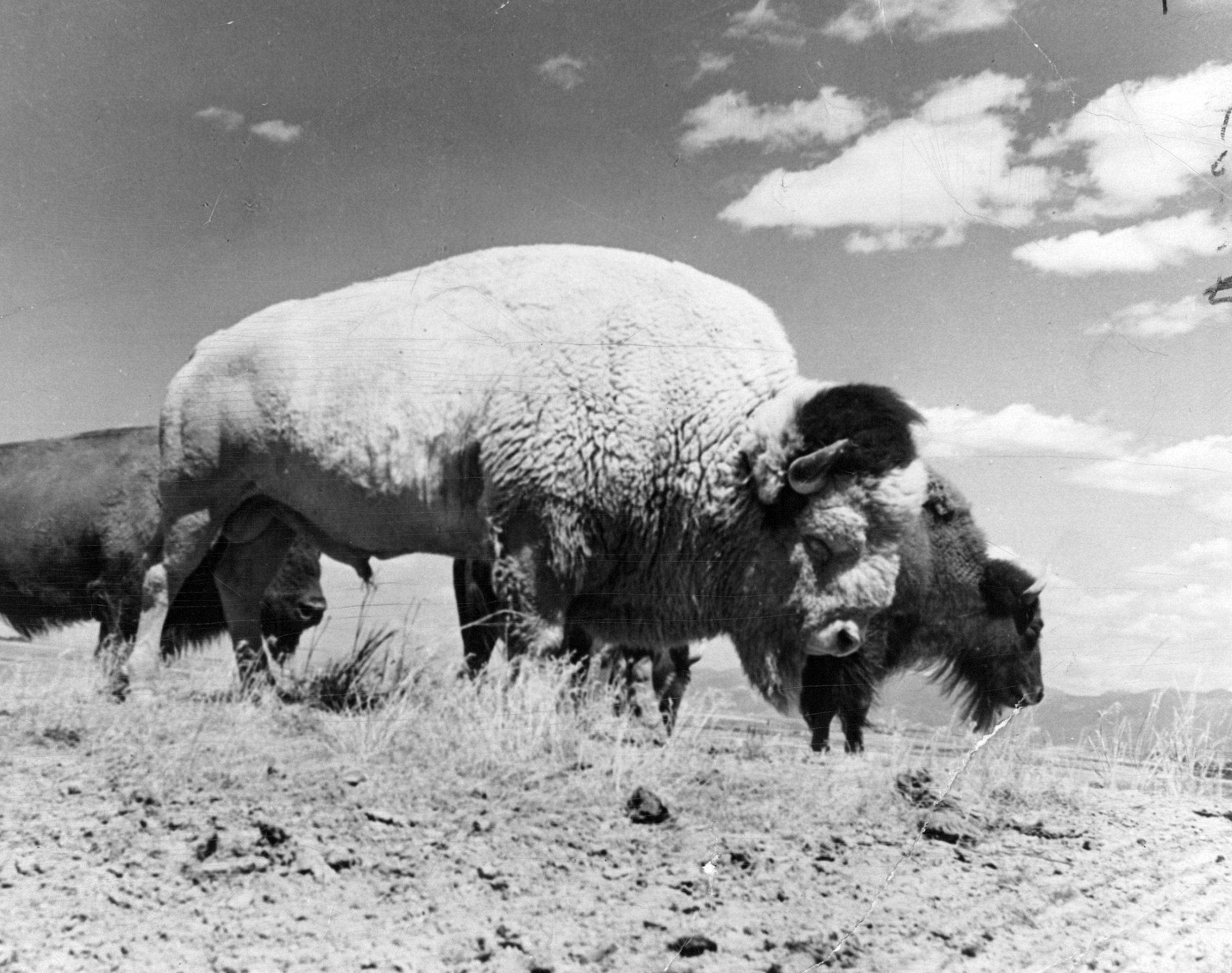 The most photographed Bison in Montana, 1957.