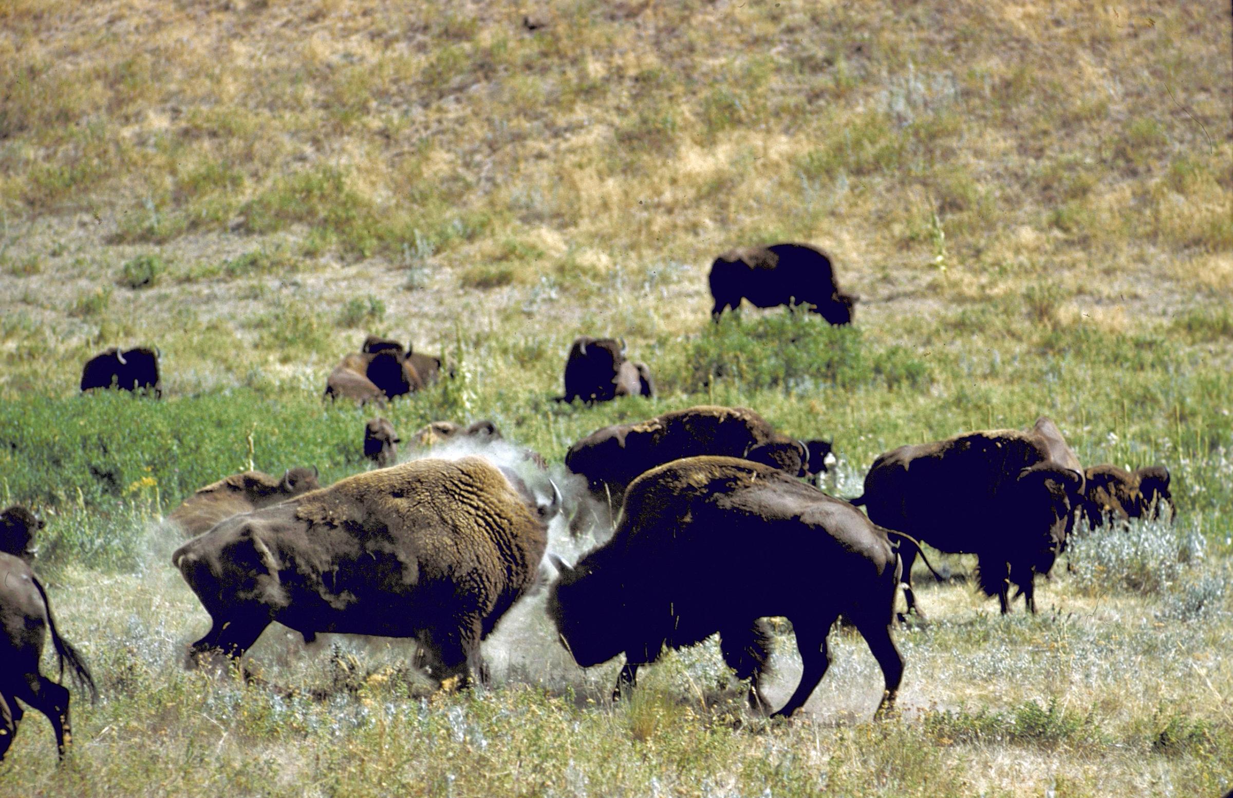 Herd of bison roaming across National Bison Range in Montana. 1961.