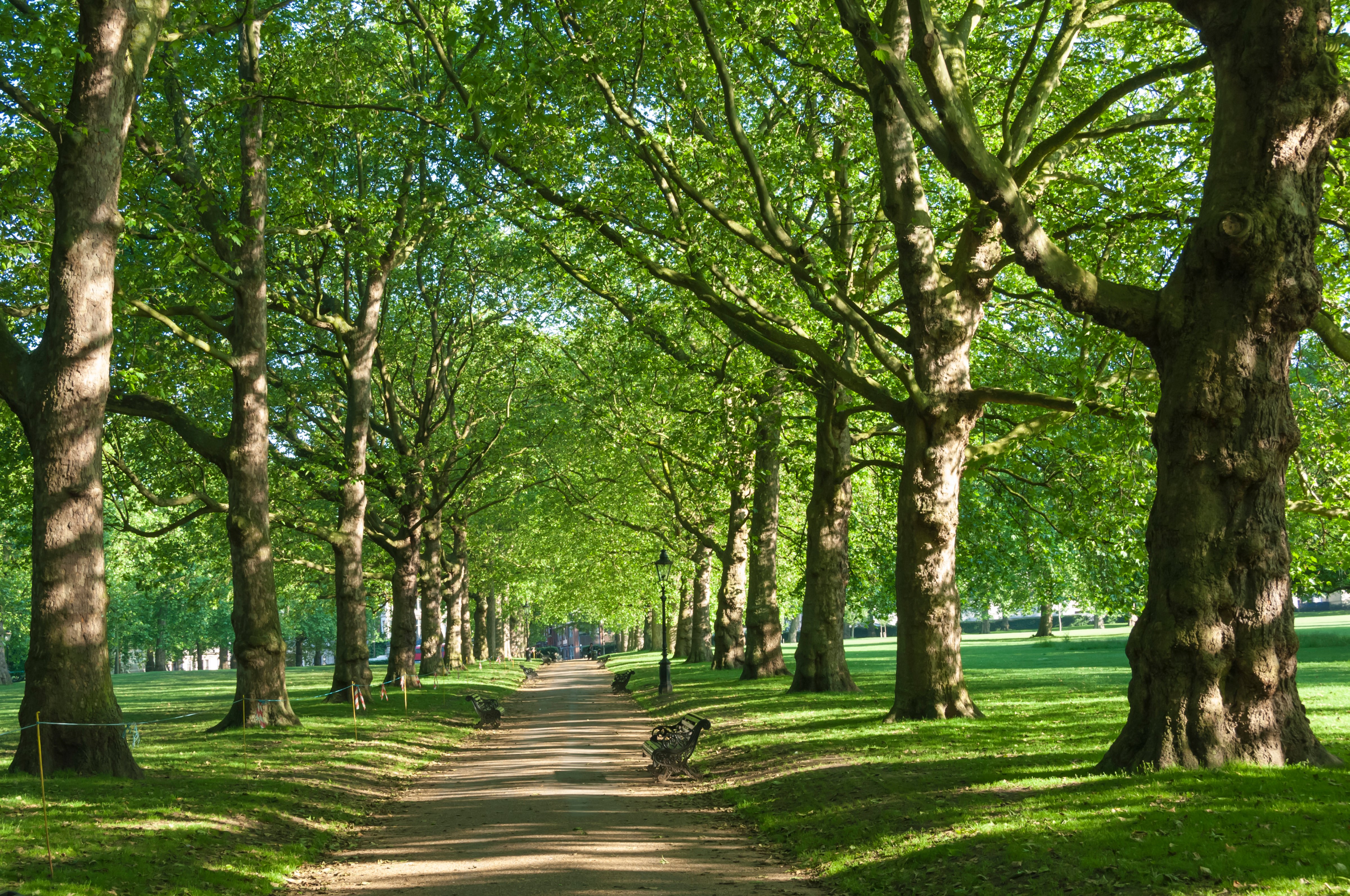 Avenue of trees in Green Park, London, England, United Kingdom, Europe