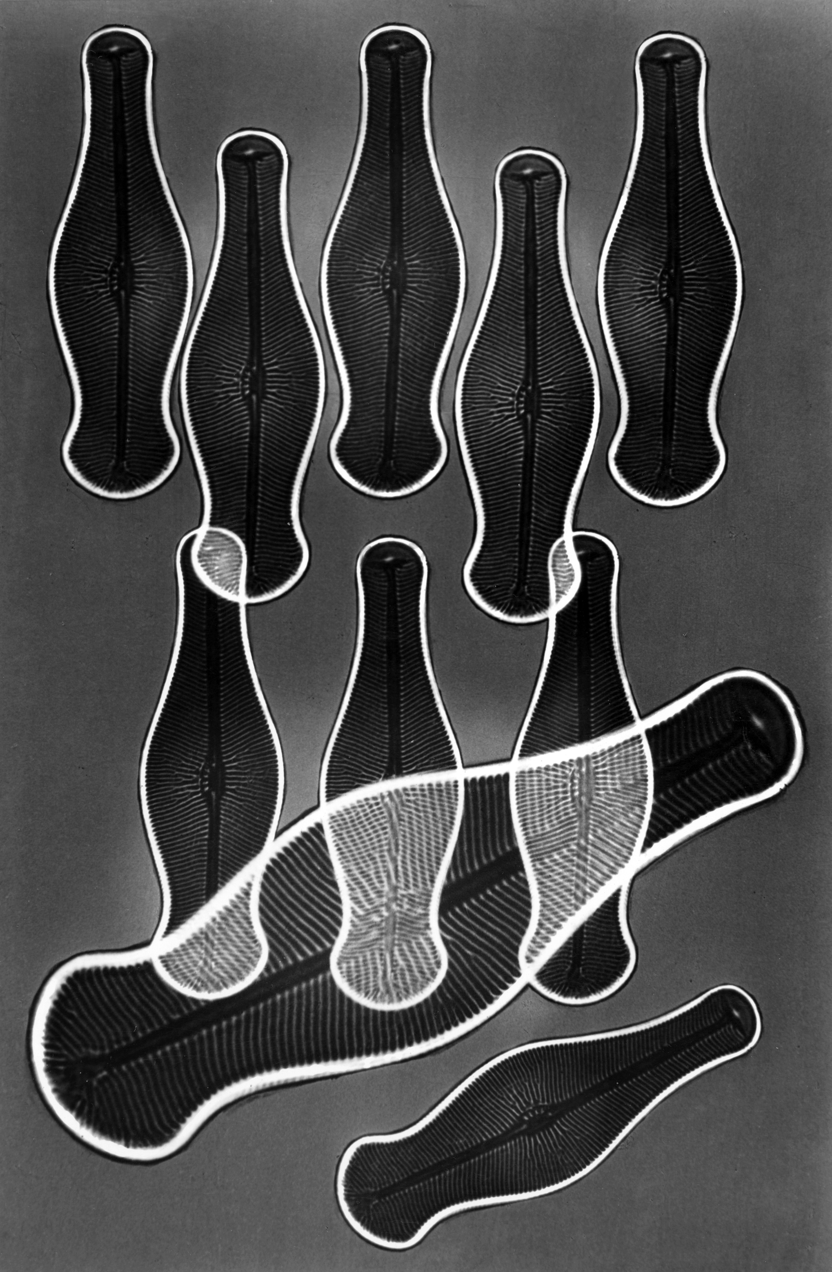 Designs (photo-graphics) (Didymosphenia geminata), 1950
