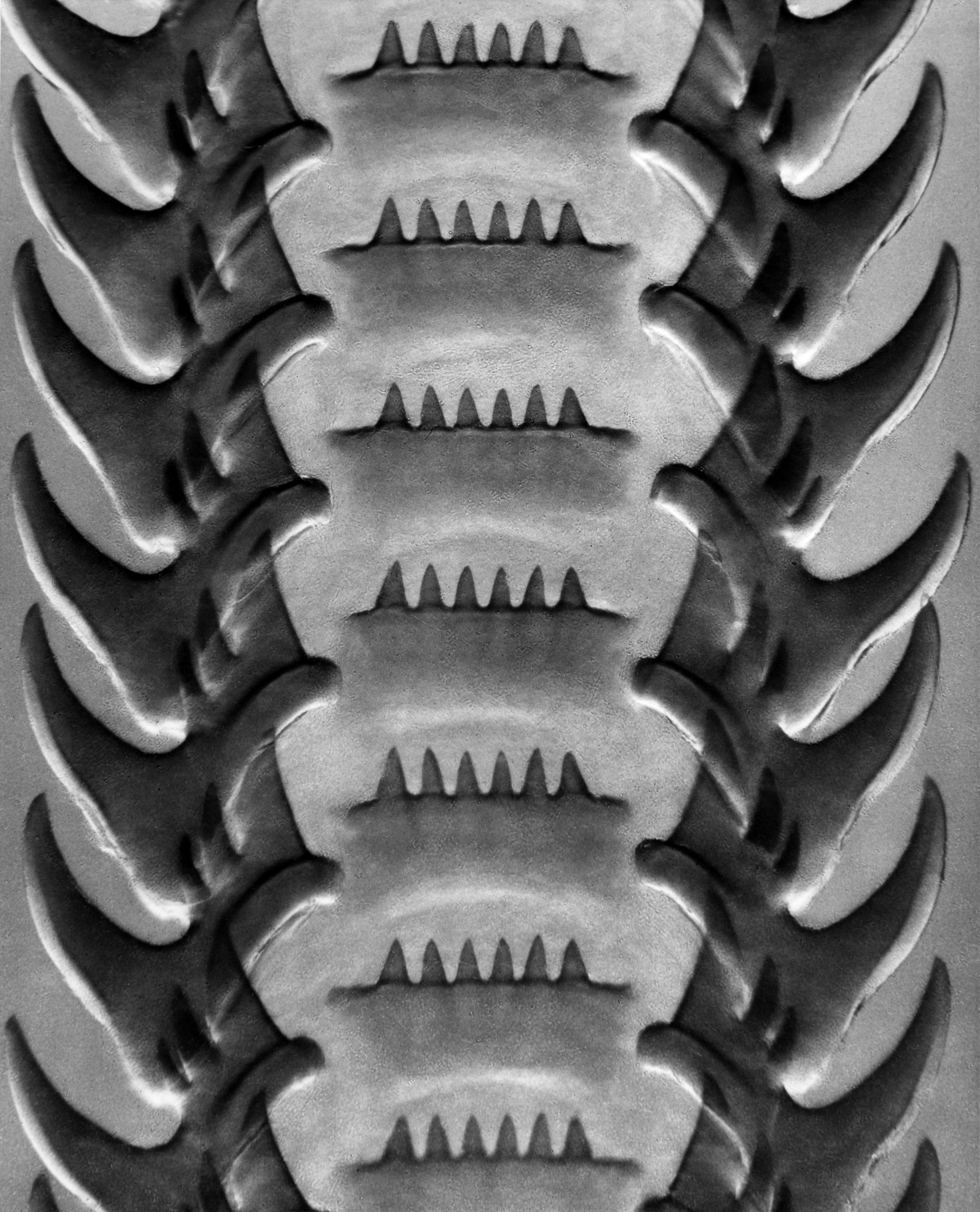 Snail's Tongue as Regular Rasp (Nassa), 1928