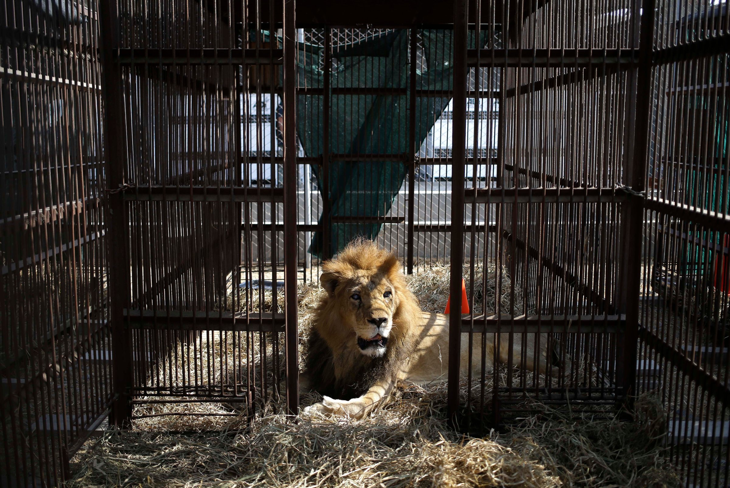 A former circus lion rest inside a cage in the outskirts of Lima, Peru, April 26, 2016.