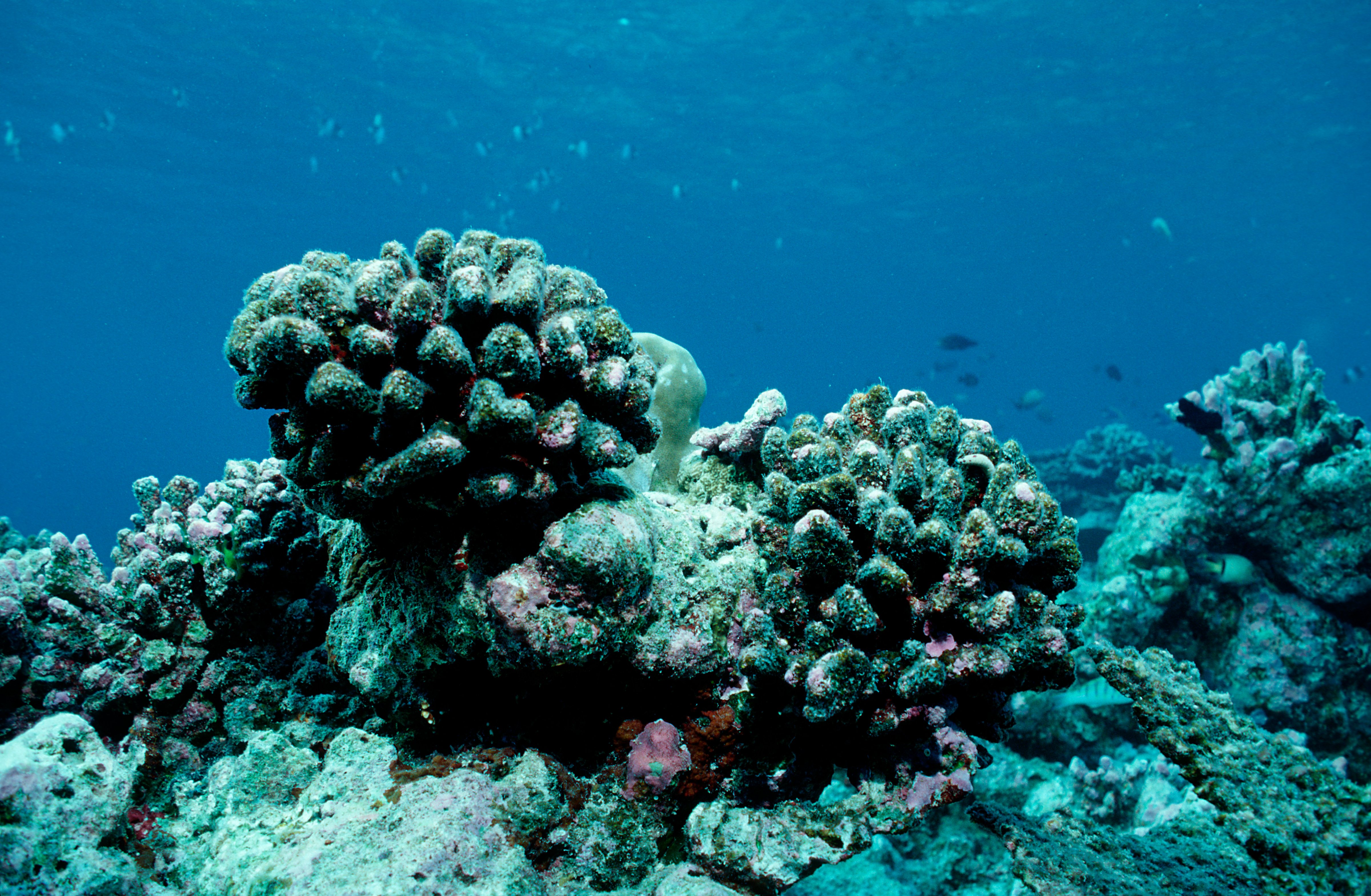 Coral bleaching, Dead coral reef, Maldives Islands, Indian Ocean (Reinhard Dirscherl/ullstein bild— Getty Images)