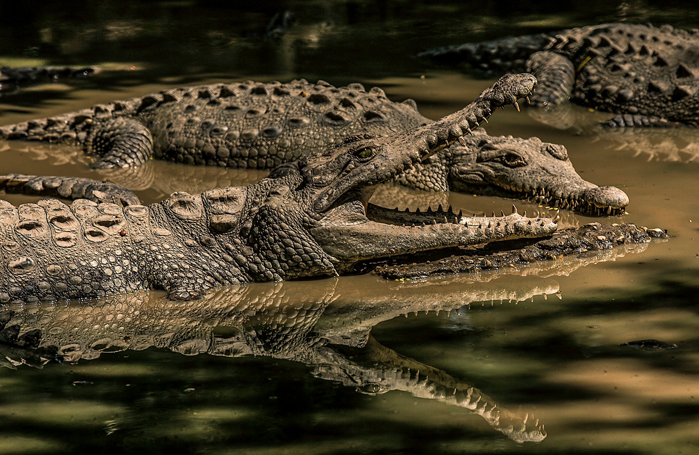 What are you lookin' at? Crocodiles have long had drop-dead eyes.