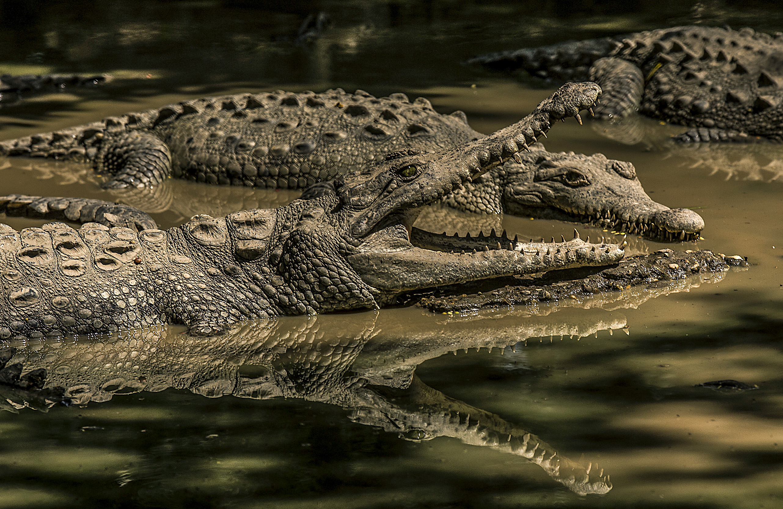What are you lookin' at? Crocodiles have long had drop-dead eyes. (JOAQUIN SARMIENTO; AFP/Getty Images)