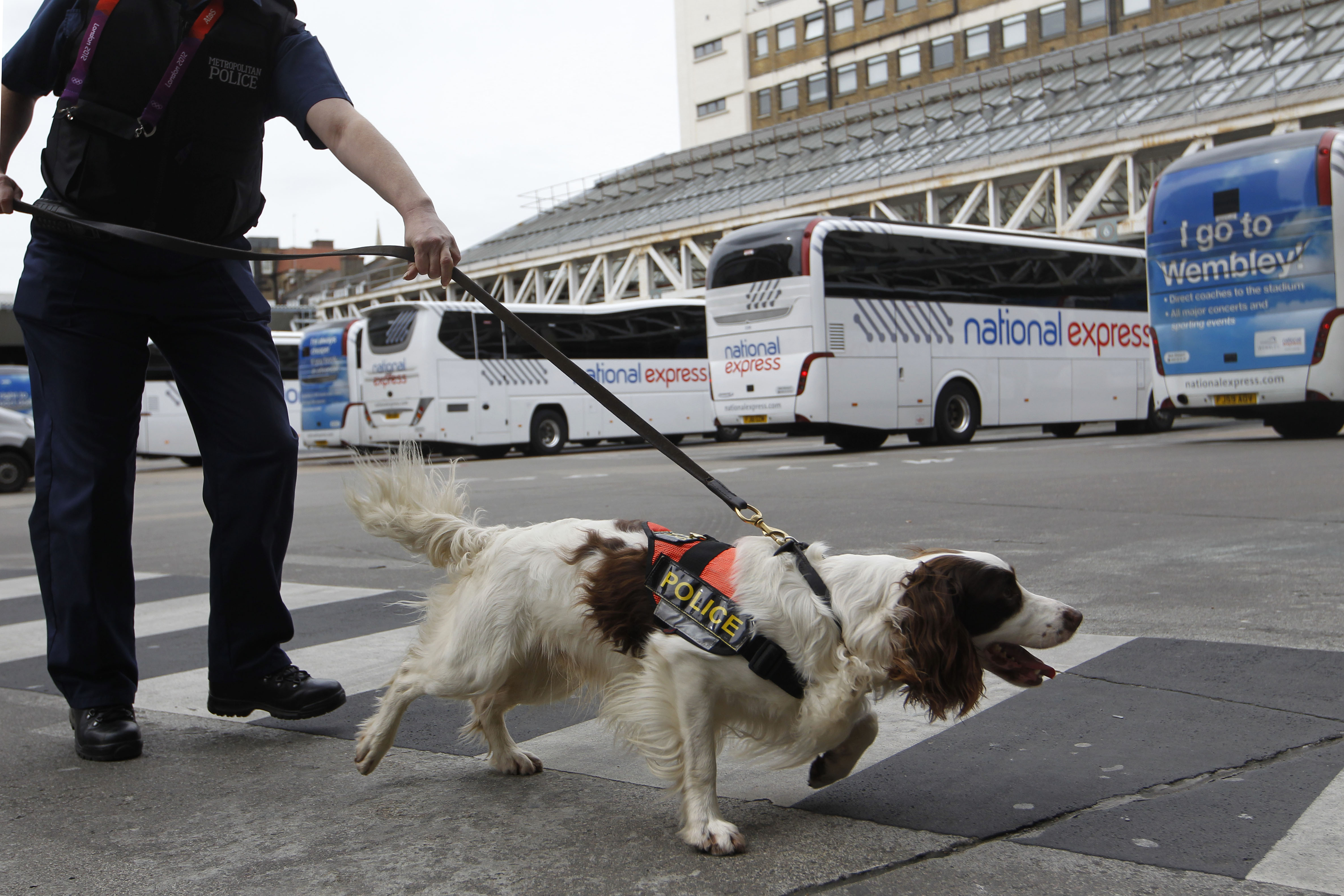 Metropolitan specialist dog 'Chester' walks across the coach station in between sniffing luggage in the run up to the London 2012 Olympic Games at Victoria Coach Station on July 12, 2012 (Sang Tan—Getty Images)