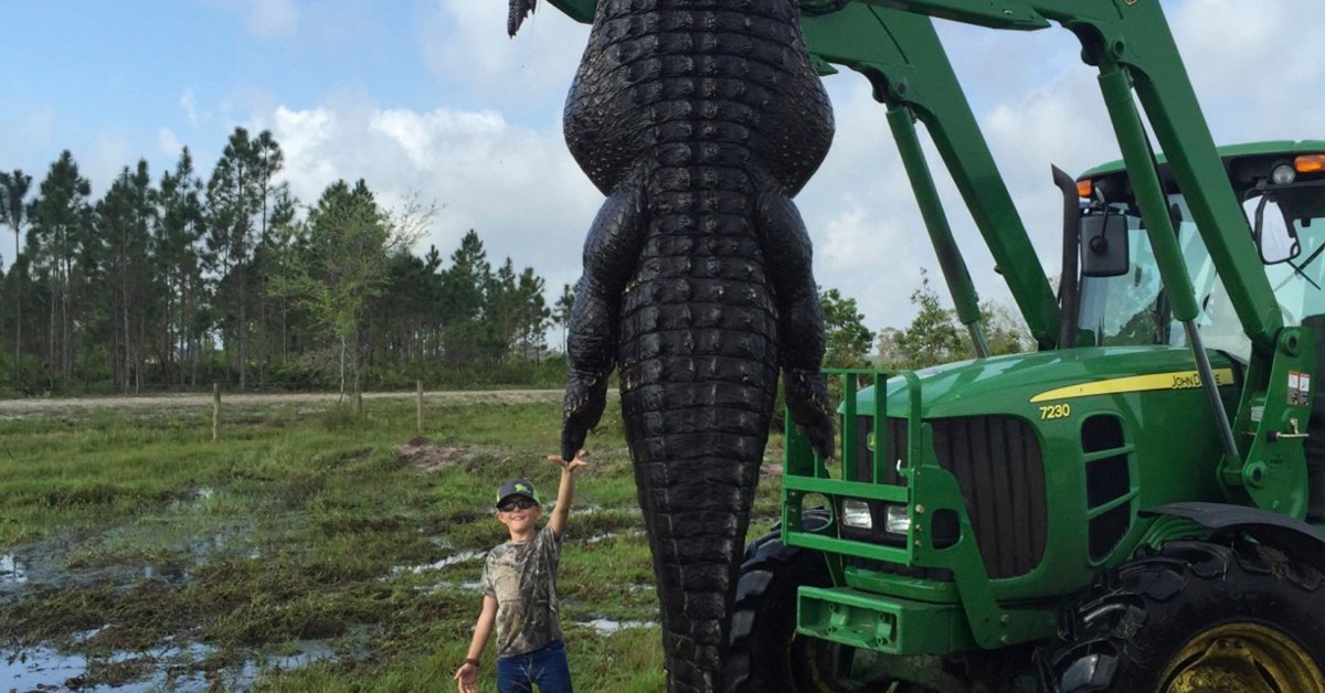 Giant Alligator Found in Florida  Time