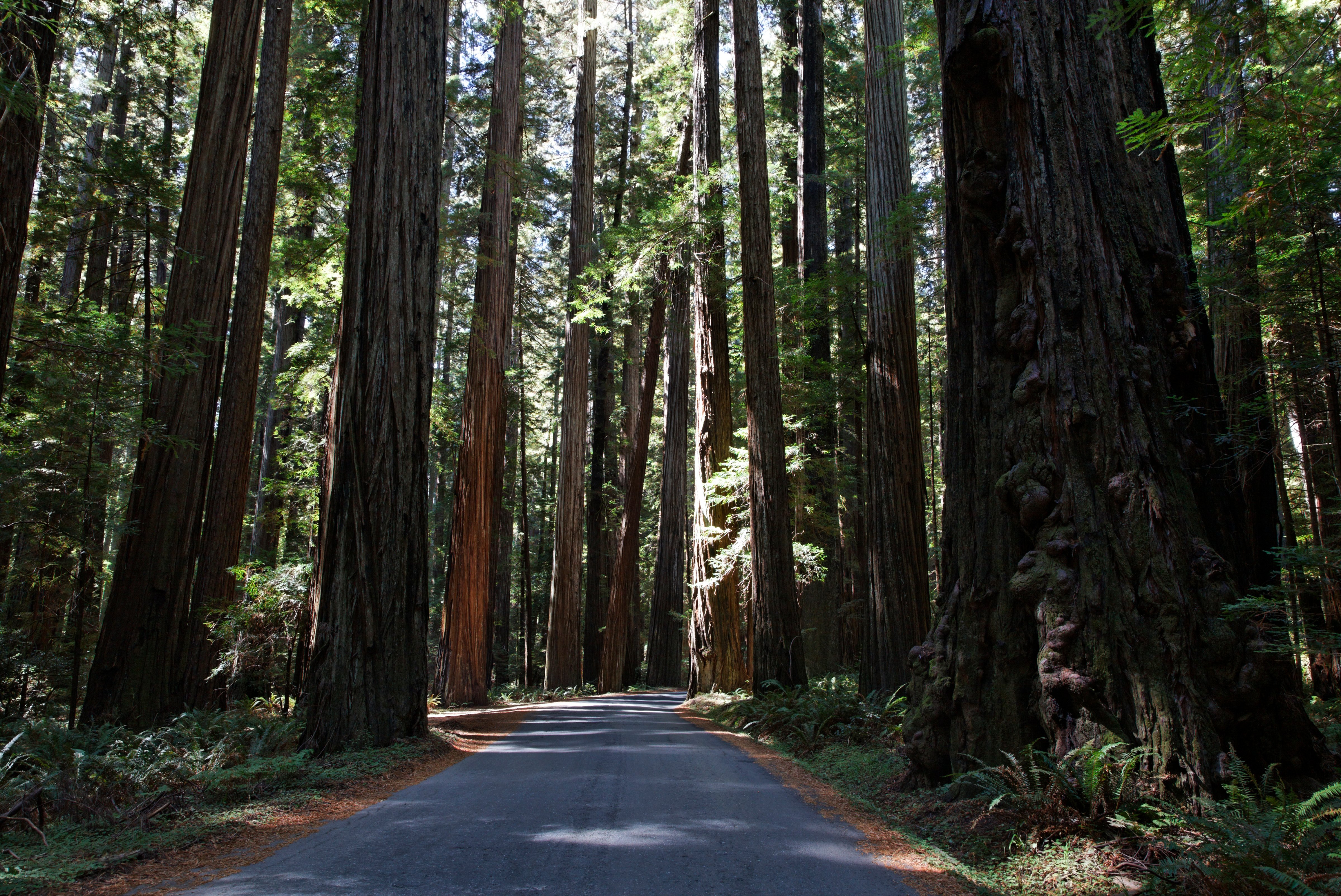 Road through Humboldt Redwoods State Park, in California's Humboldt County, on Sept. 1, 2011 (JTB Photo/UIG/Getty Images)