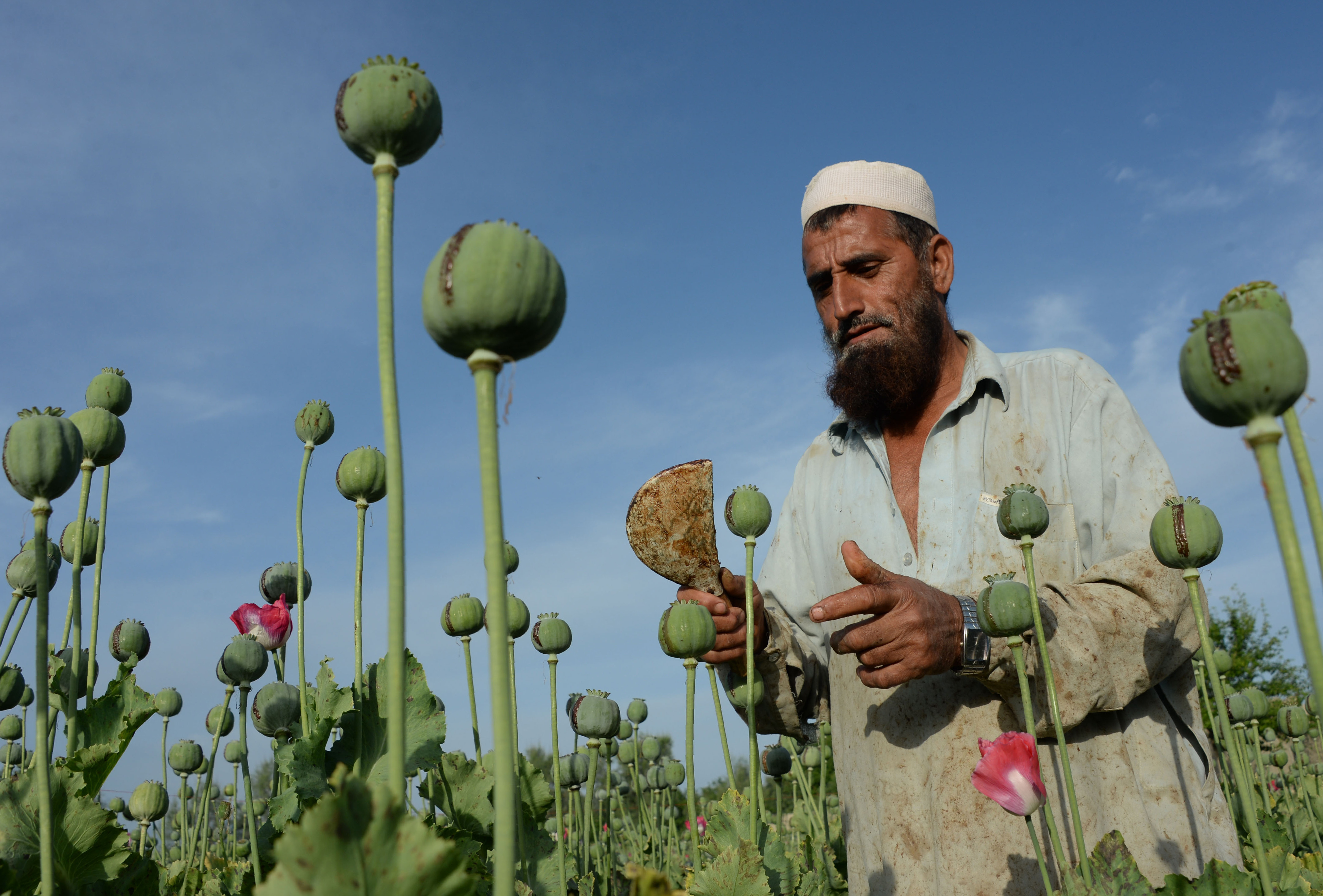An Afghan farmer harvests opium sap from a poppy field in the Chaparhar district of Nangarhar province on April 19, 2016. (Noorullah Shirzada—AFP/Getty Images)