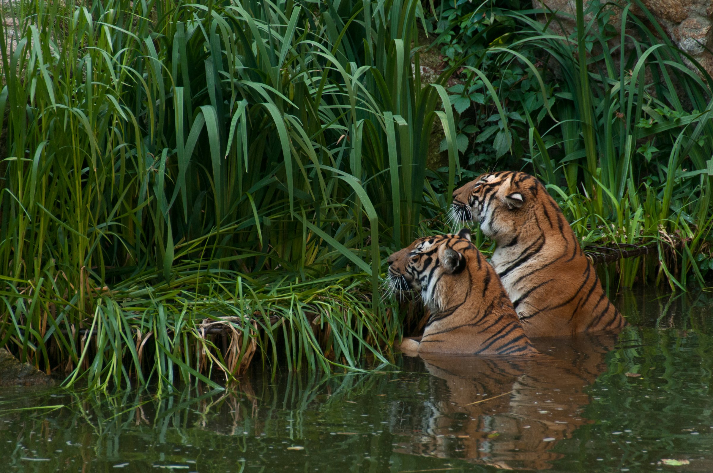 Hinterindische Tiger