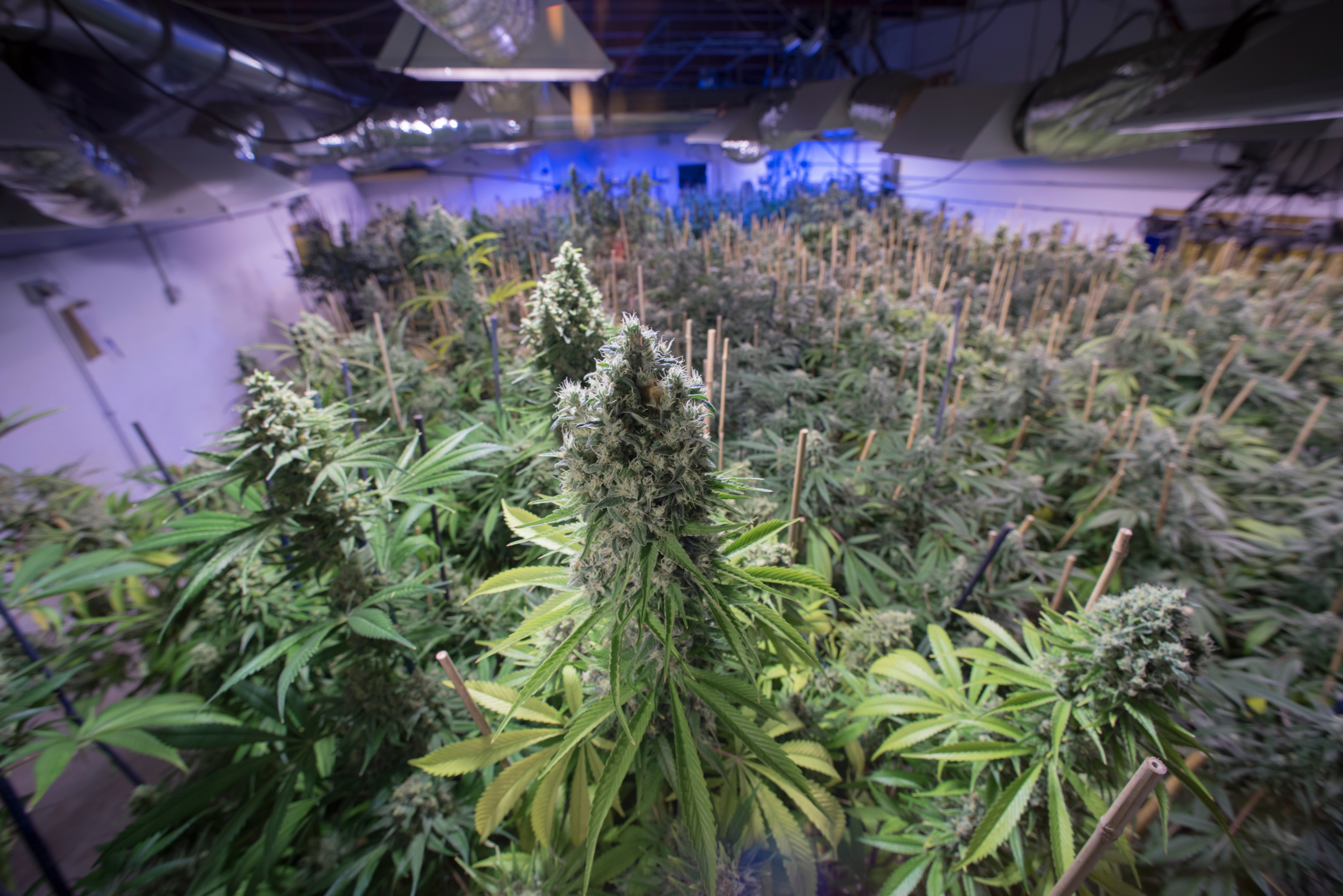 The interior of a medical and recreational marijuana grow facility in Denver, Colorado. (Jon Paciaroni—Getty Images)