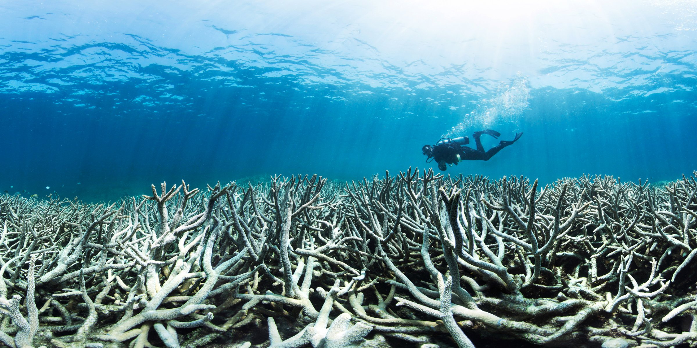 Warm water temperatures have bleached coral off the Australian coast