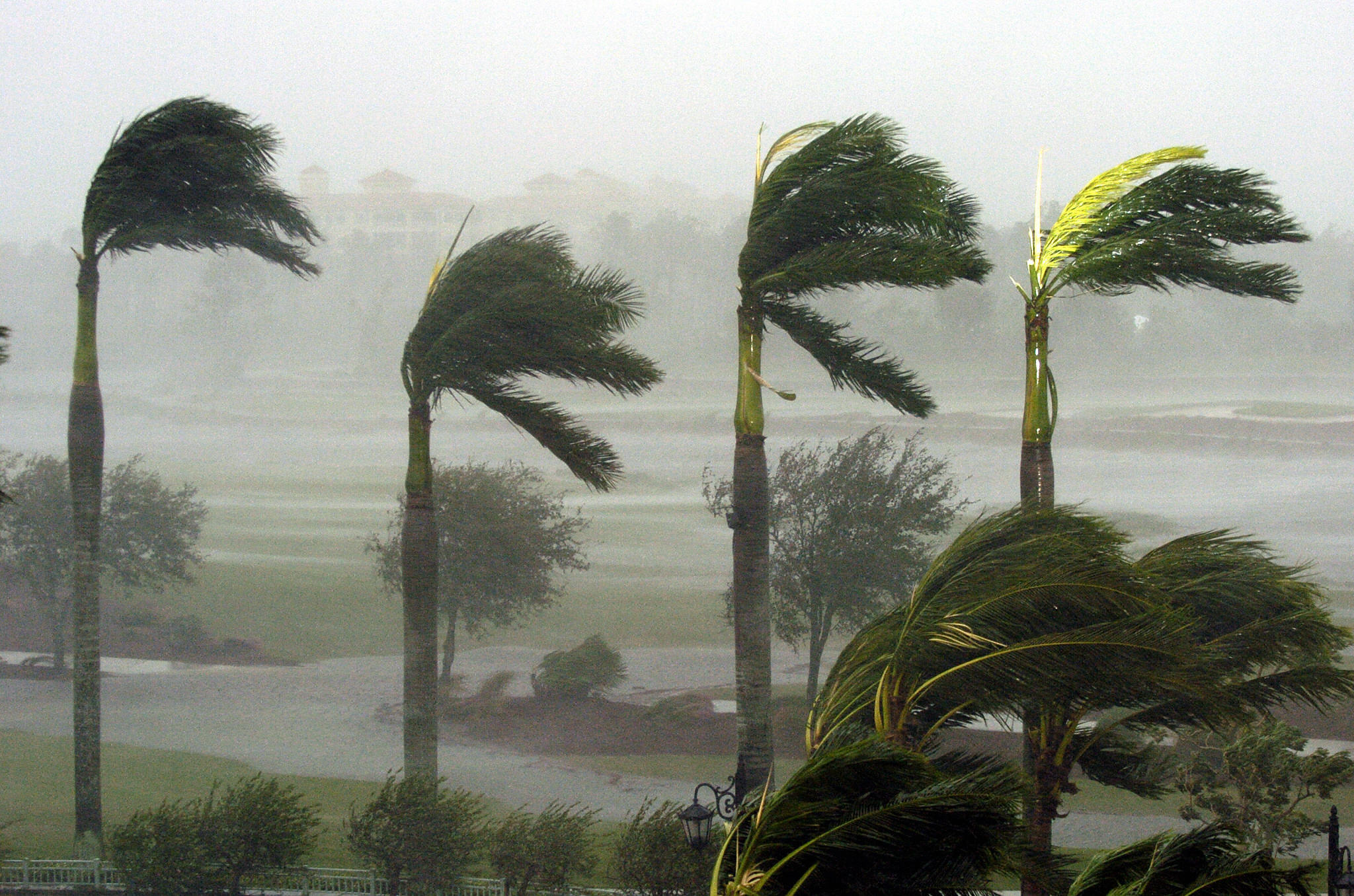Palm trees at a hotel bend in the fierce winds as Hurricane Wilma slams into Naples, Florida on  24 Oct., 2005. (Stan Honda—AFP/Getty Images)