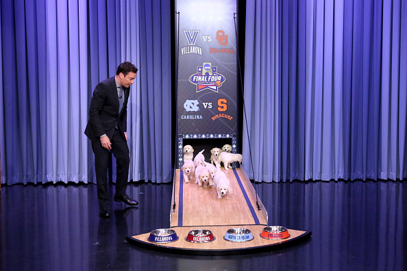 Jimmy Fallon introduces puppies to predict the NCAA Final Four outcome during an episode of "The Tonight Show" on April 1. (Andrew Lipovsky—NBC/Getty Images)