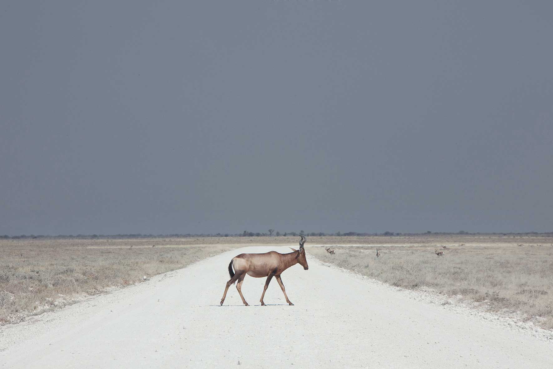 Professional Landscape First Place. Land of Nothingness. An animal walks across the Namibia Desert, one of the least densely populated places on earth.