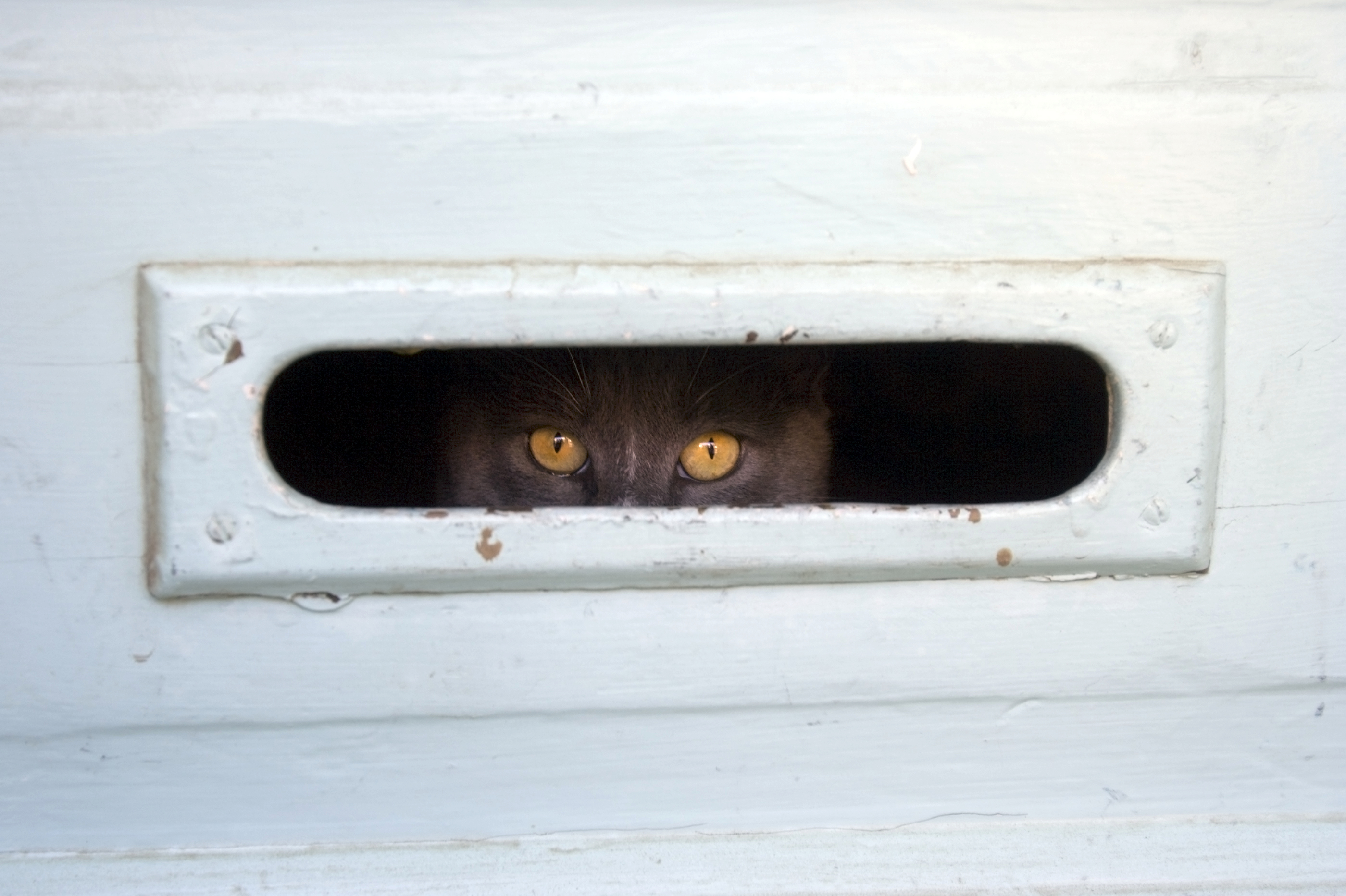 This is an alarming stock photo, not Bella the cat. (Noel Baebler—Getty Images/iStockphoto)