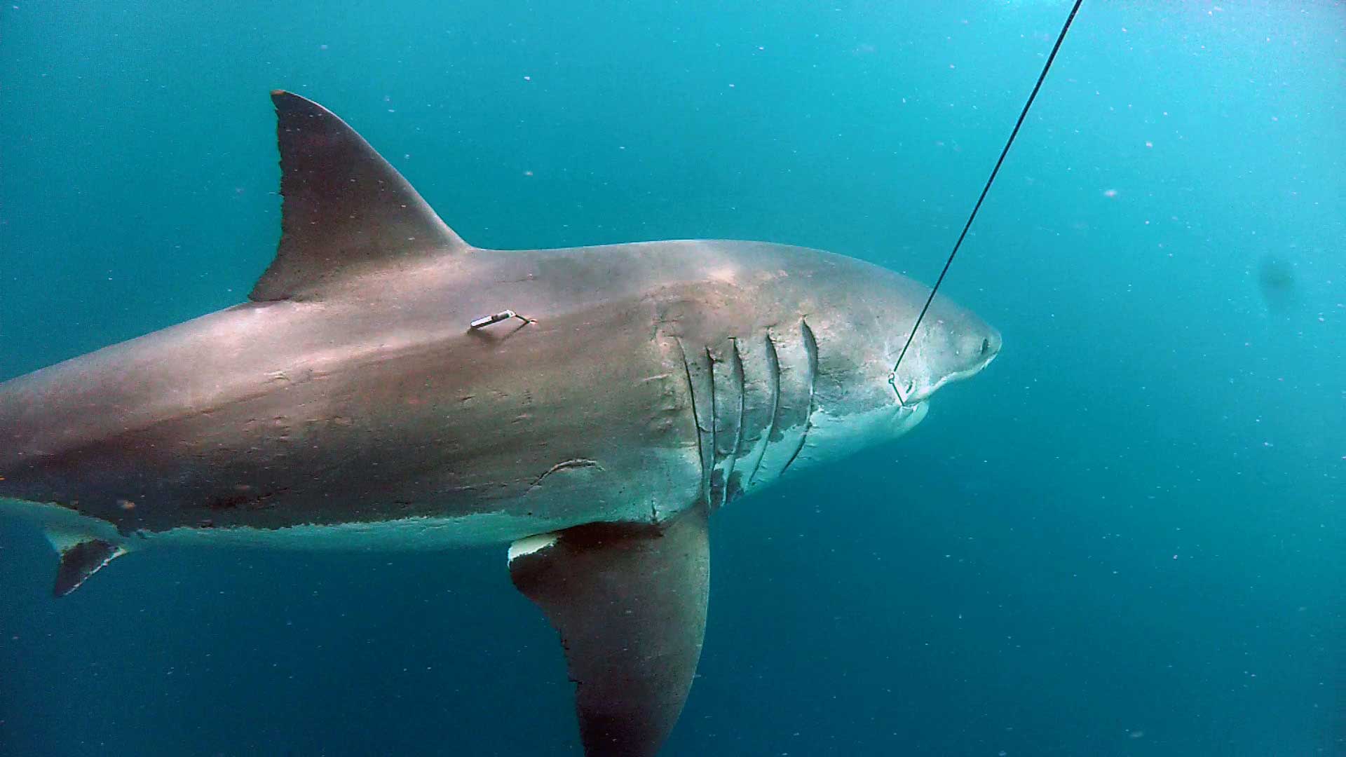 time-100-influential-animals-joel-stein_54-joan-of-shark