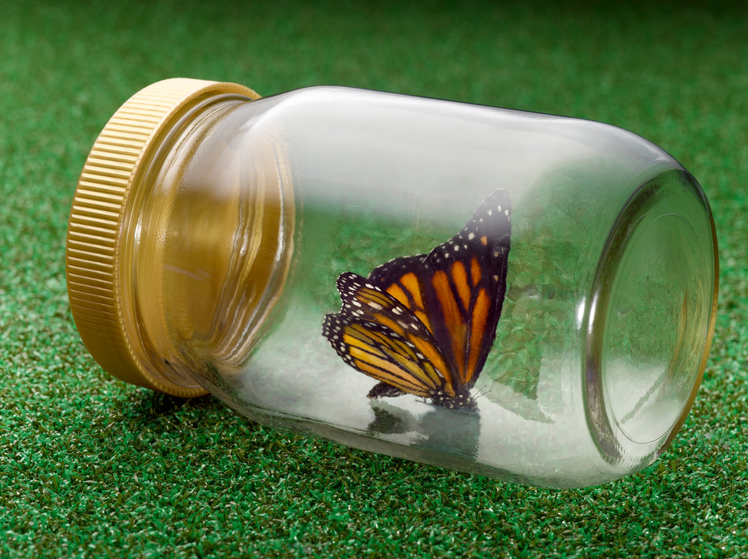 Butterfly in Glass Jar