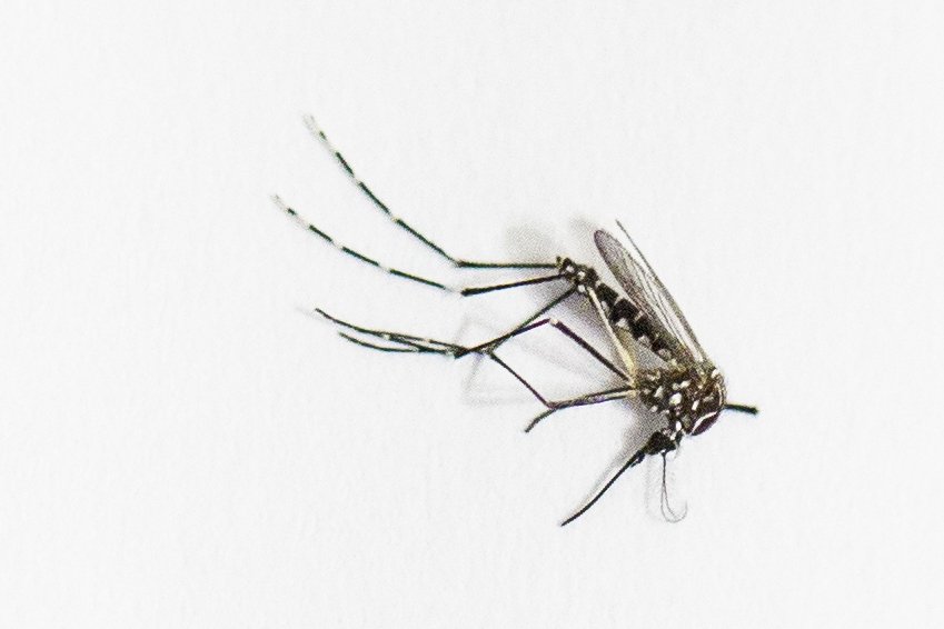 Aedes aegypti mosquito, the species which transmits the dengue virus, chikungunya fever and zika is photographed in Sao Paulo, Brazil on March 4, 2016.