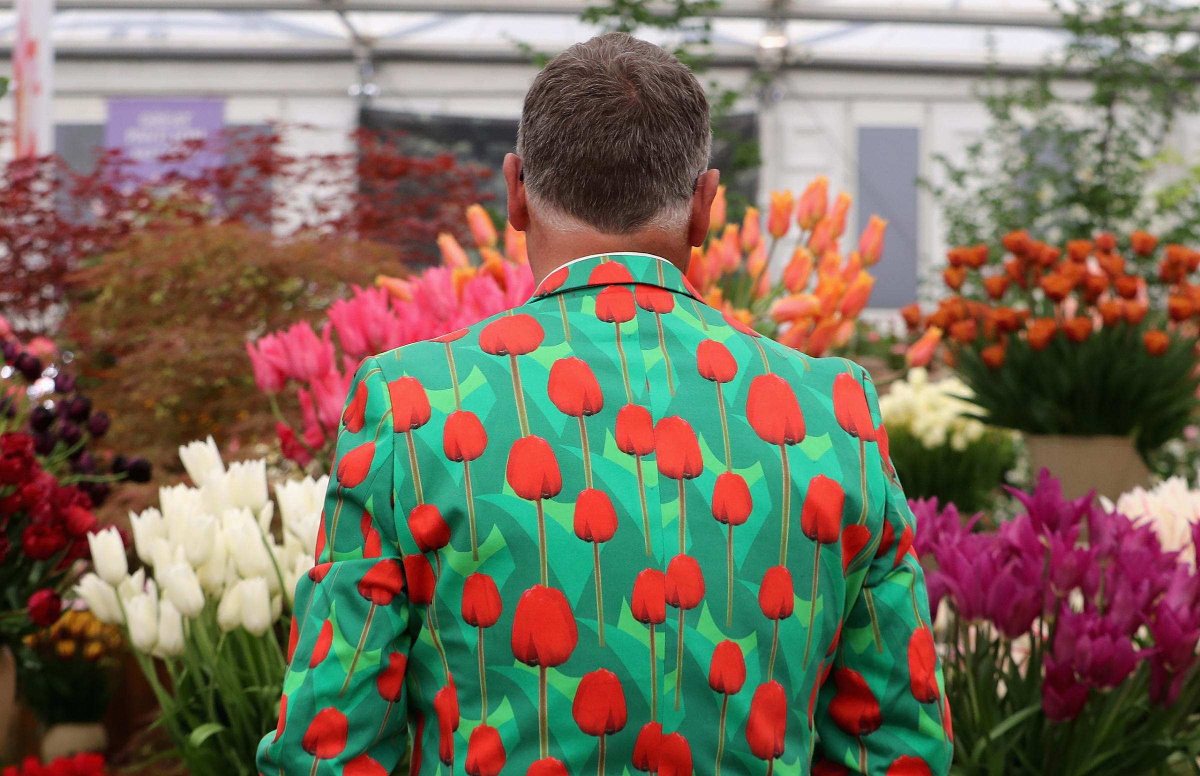 A man waters tulips in a tulip suit at the RHS at the Chelsea Flower Show in London on May 23, 2016.