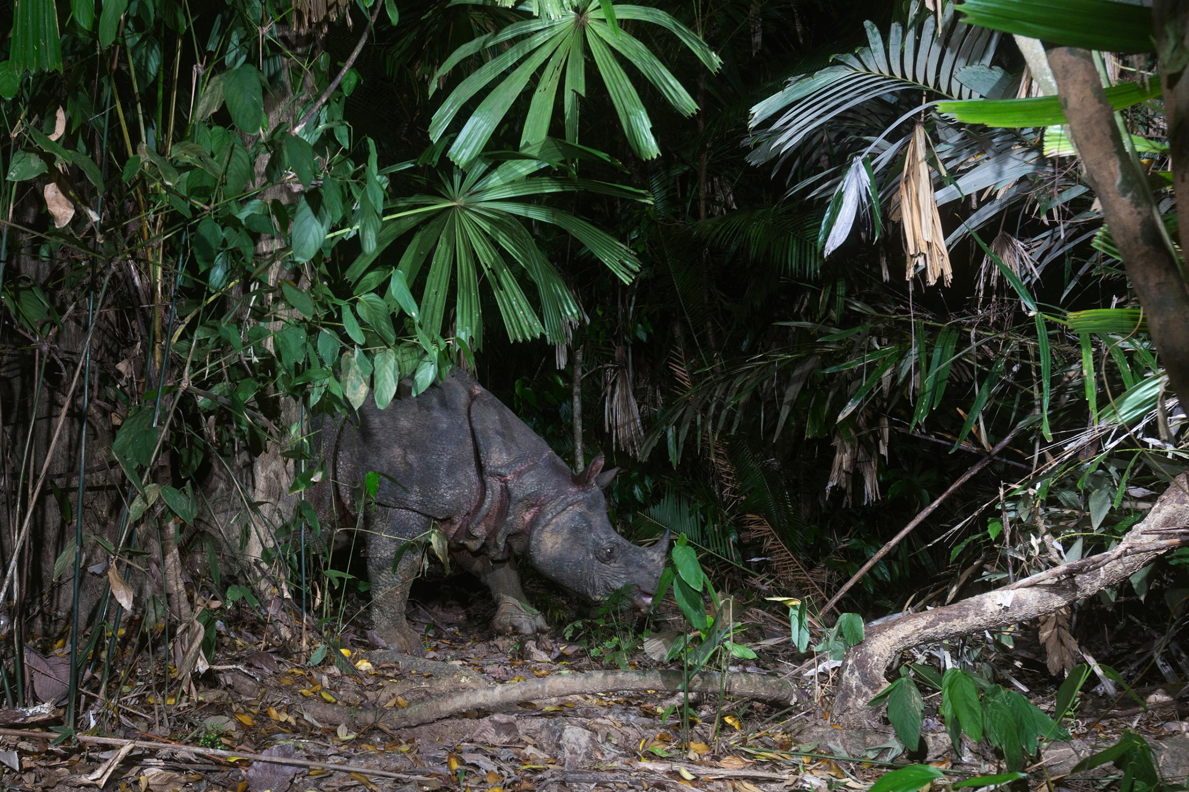 Javan Rhinoceros (Rhinoceros sondaicus) forages in understory, Ujung Kulon National Park, Indonesia
