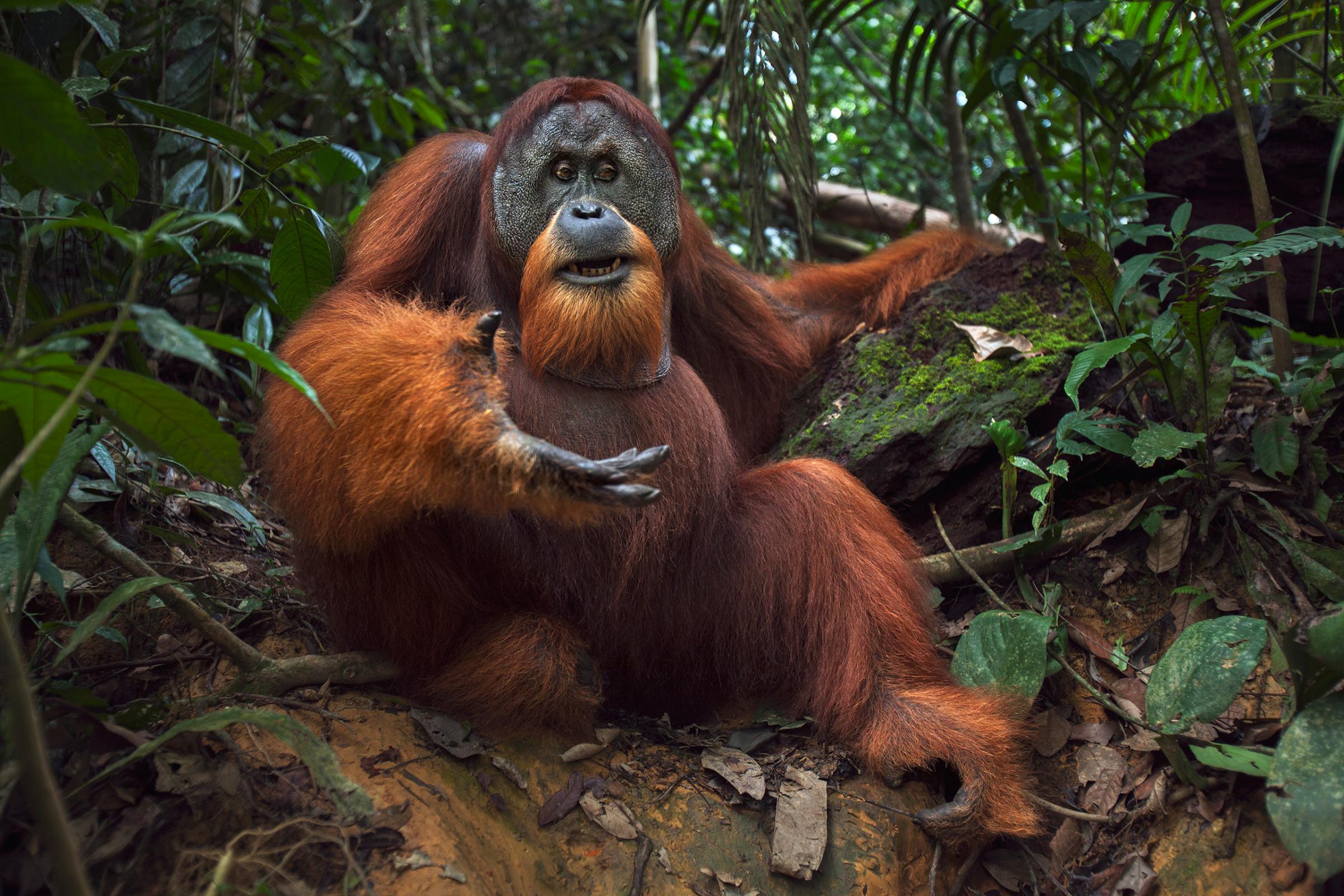 Sumatran Orangutan (Pongo abelii) twenty-six year old male, named Halik, reaching out, Gunung Leuser National Park, Sumatra, Indonesia