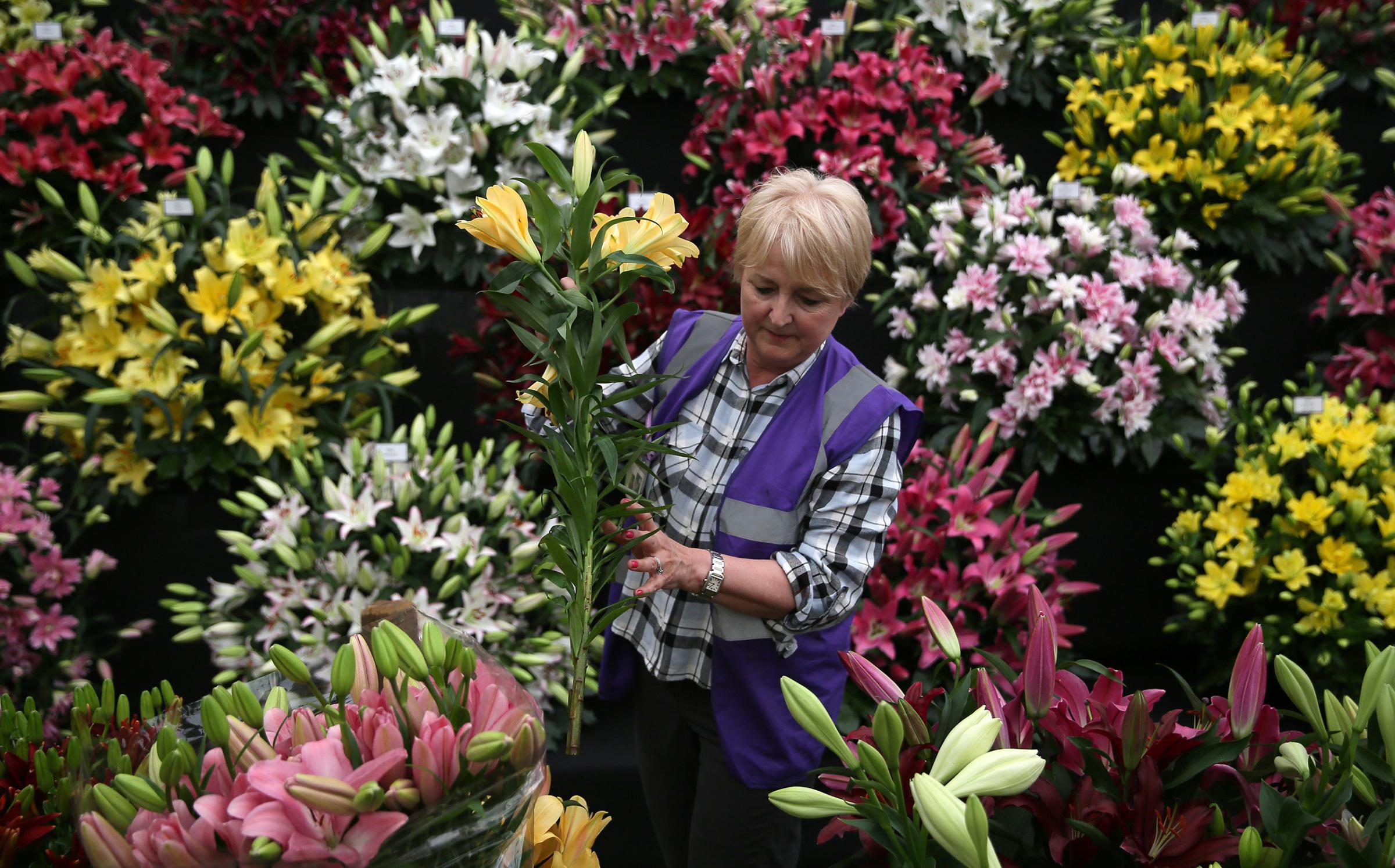 A woman arranges a display of lillies during preparations for the RHS Chelsea Flower Show in London