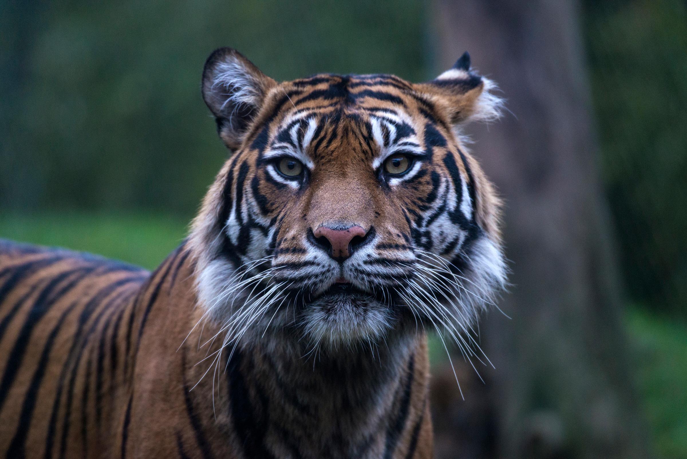 Sumatran tiger adult