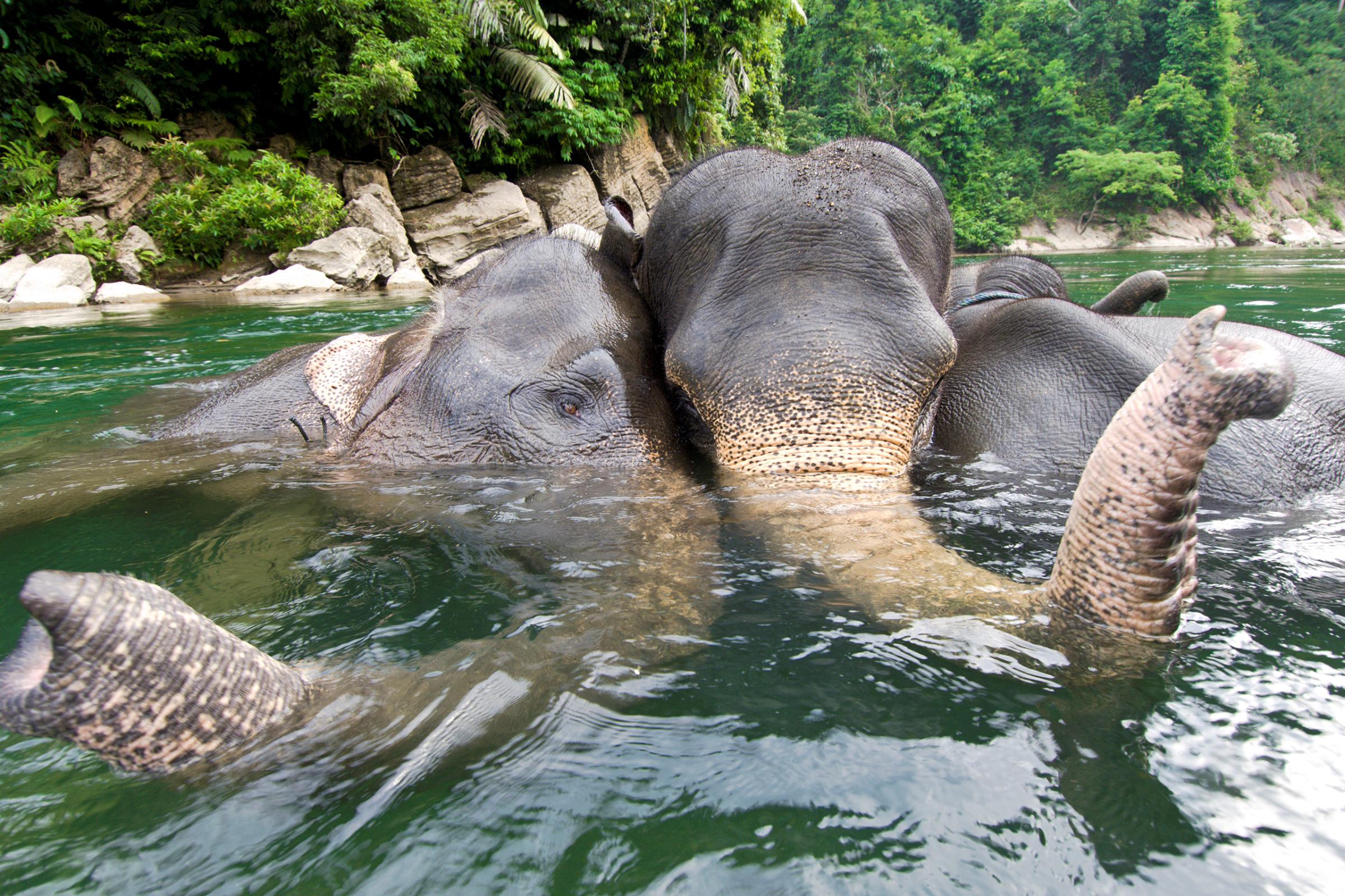 Indonesia, Sumatra, Gunung Leuser National Park, Sumatran elephants (Elephas maximus sumatranus) bathing in a waterhole