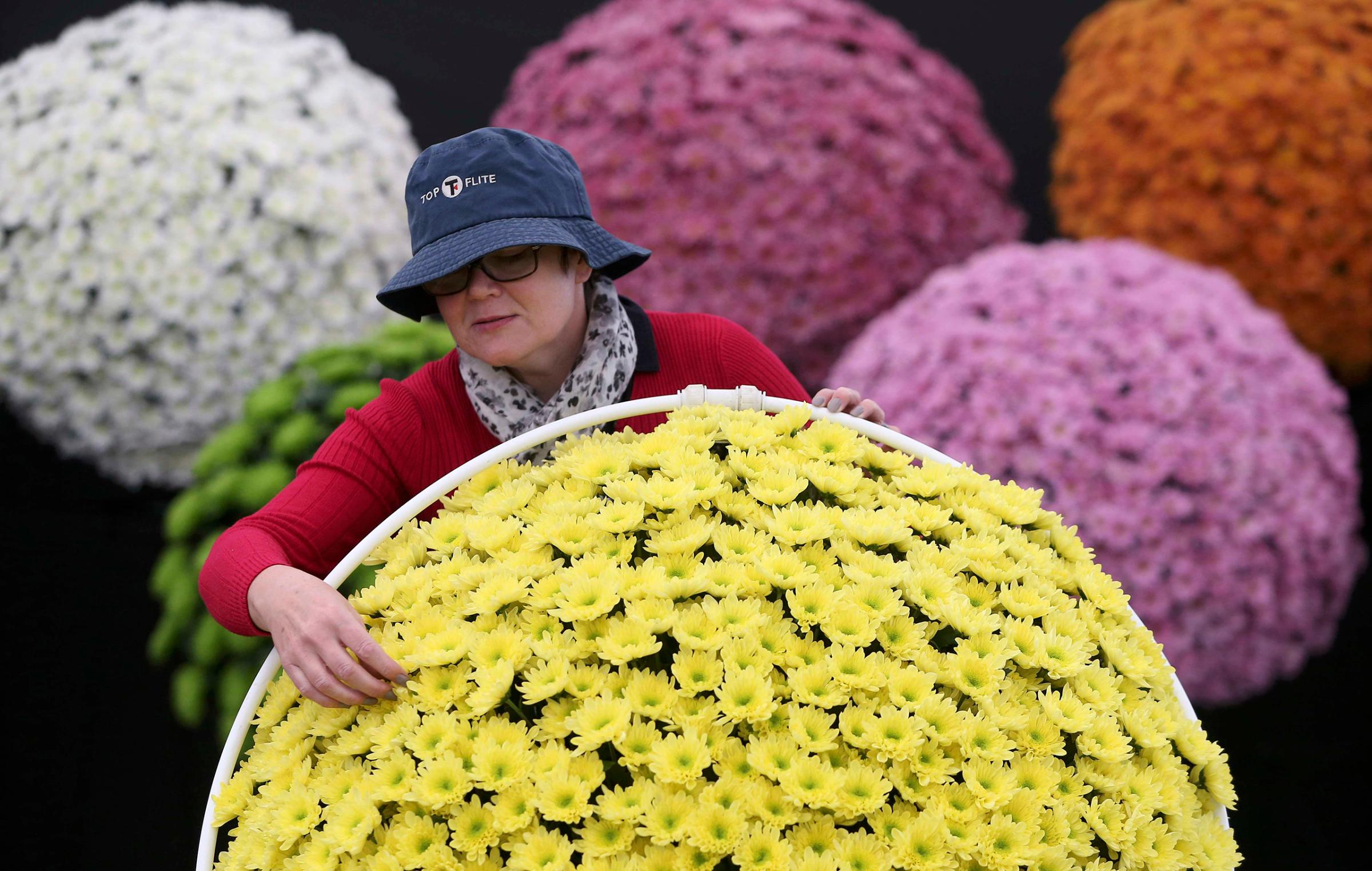 A woman adjusts display of chrysanthemums during preparations for the RHS Chelsea Flower Show in London, May 21, 2016.