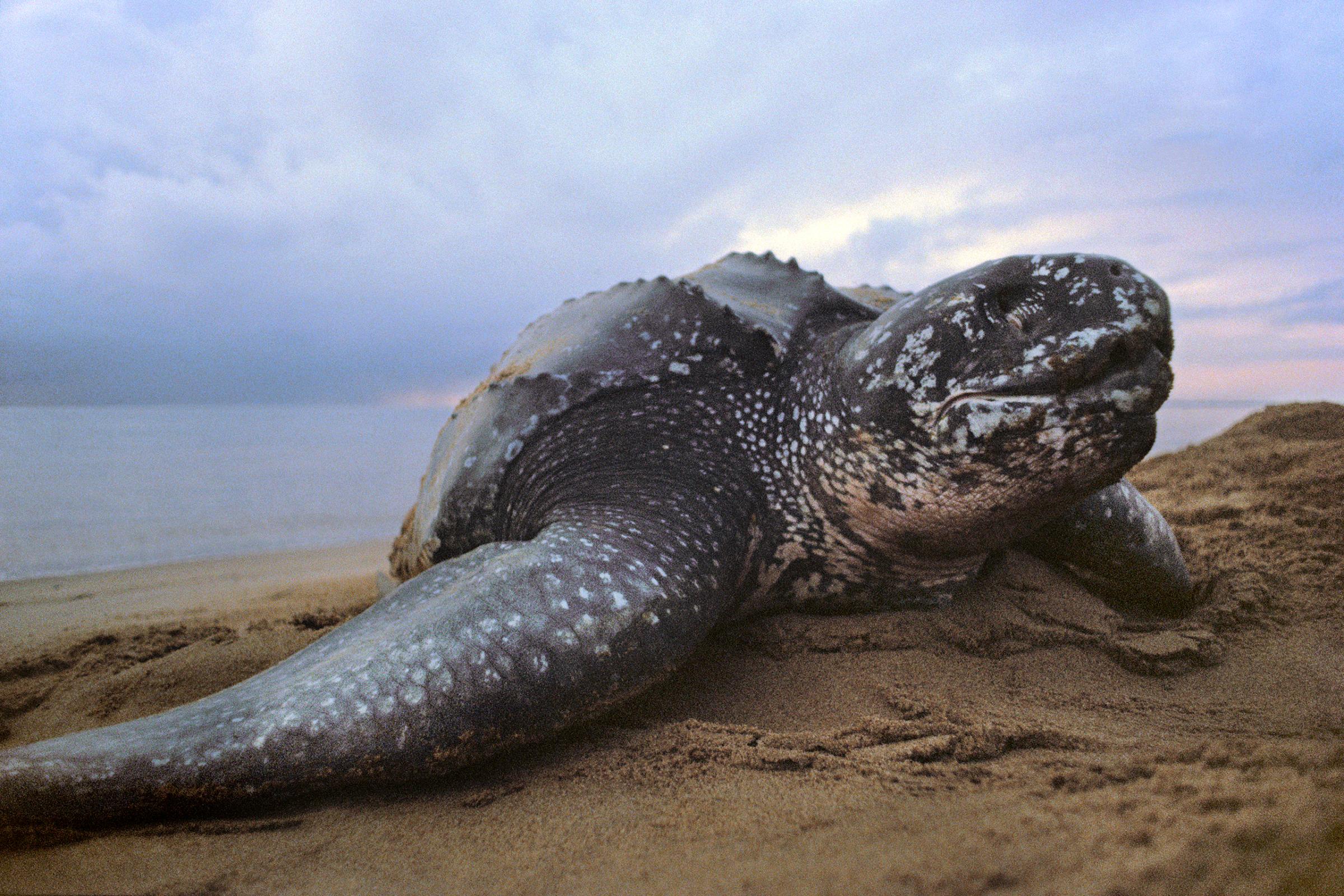 Leatherback sea turtle, Dermochelys coriacea, Galibi National Reserve, Surinam