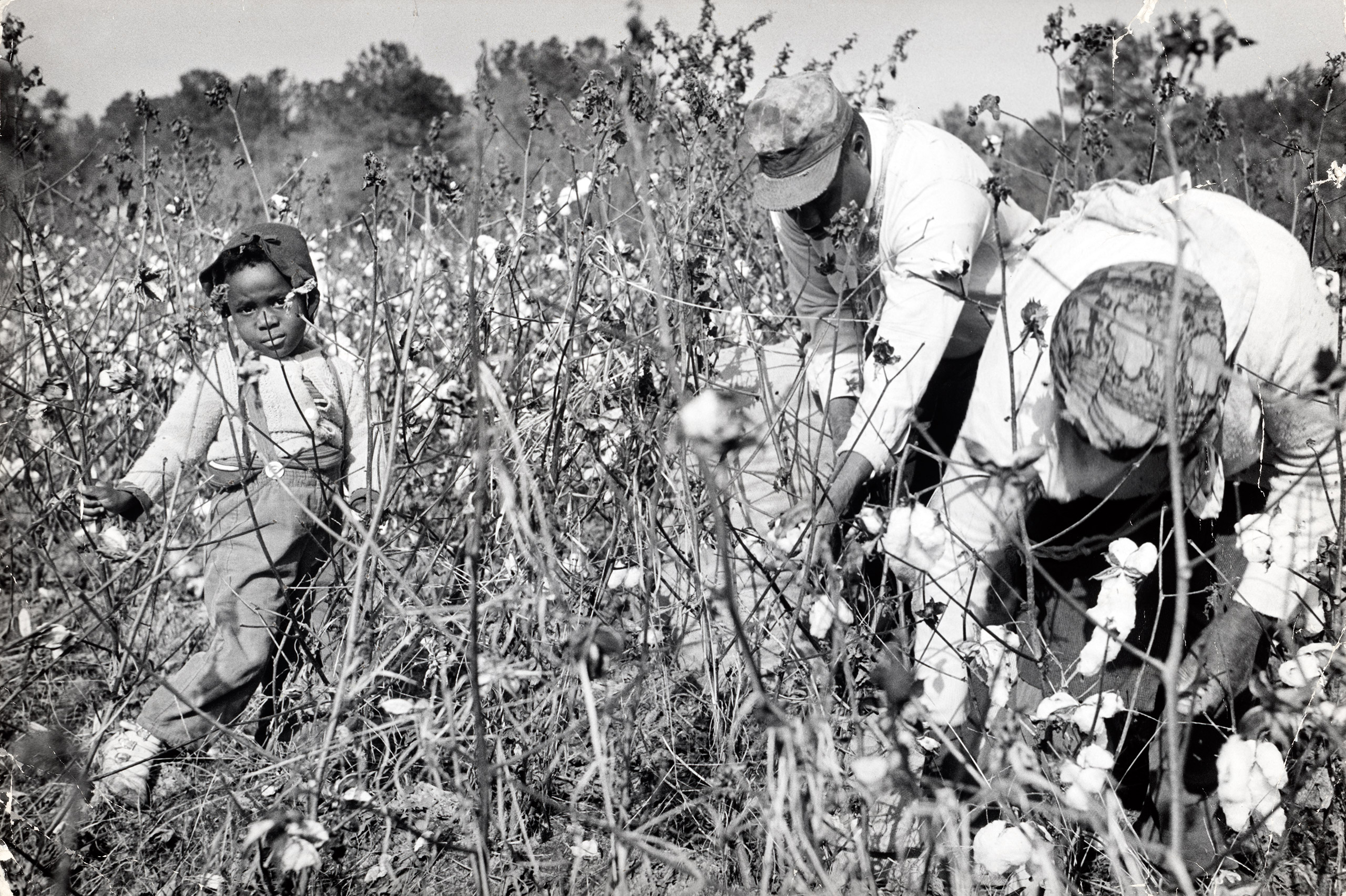 Man, woman, and child shown picking cotton in a field. Georgia, 1964.