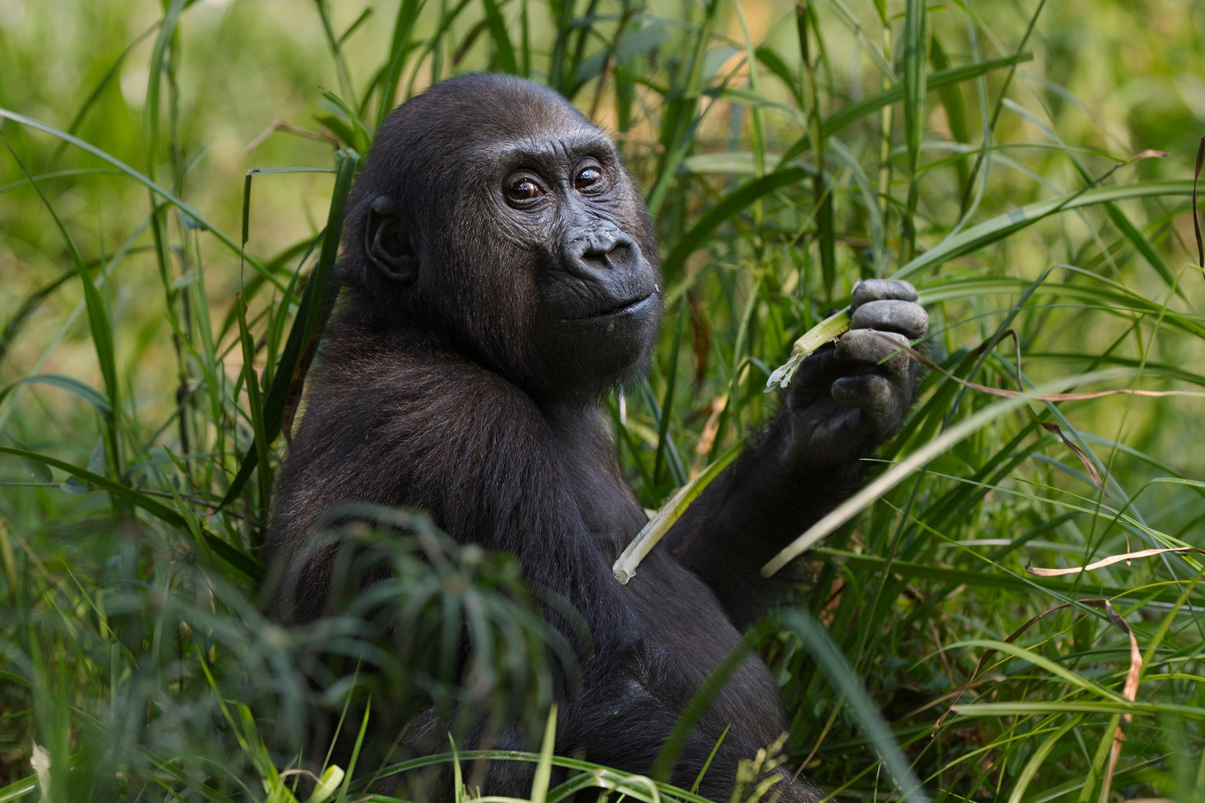 Western lowland gorilla juvenile male feeding