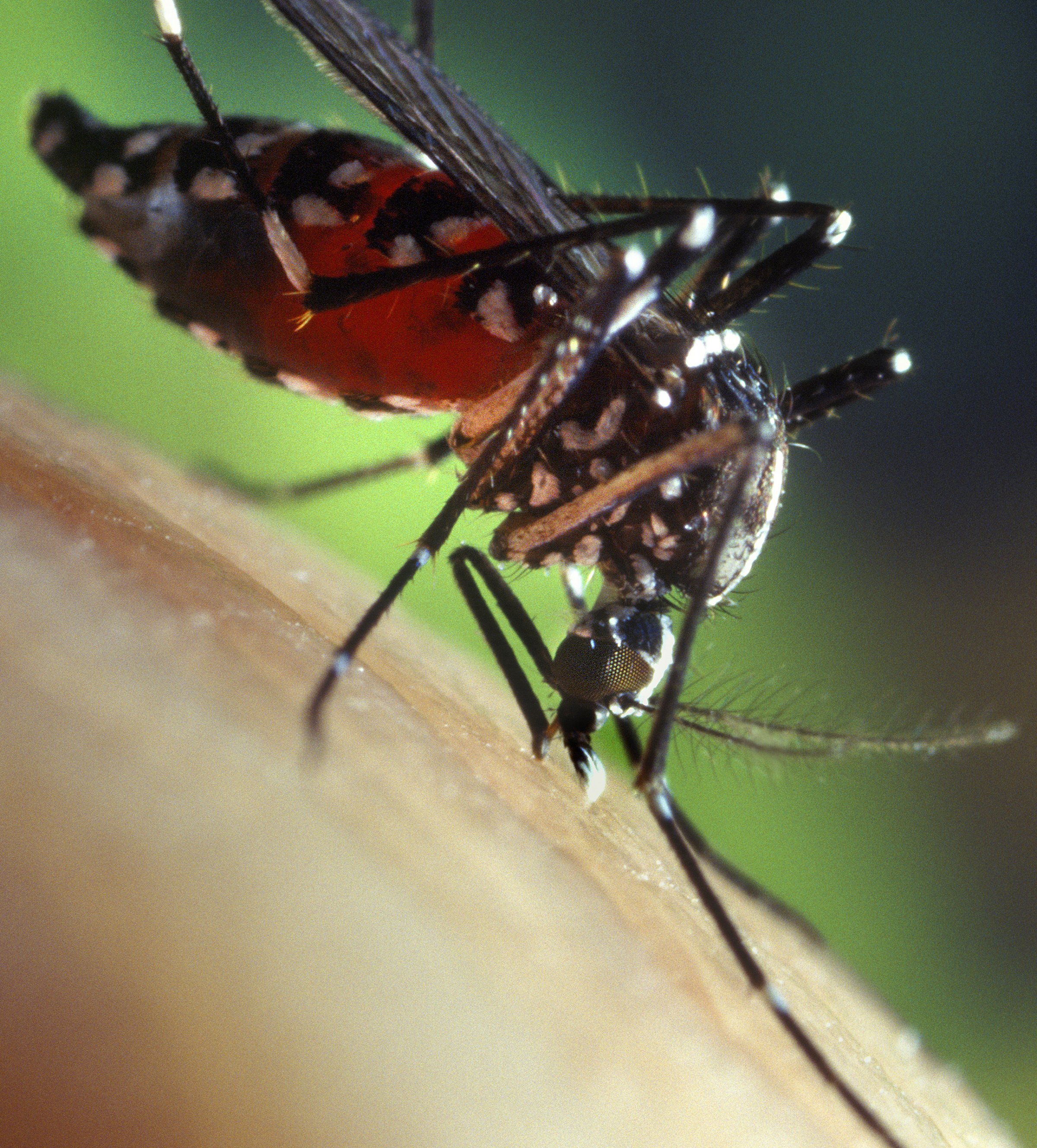 A blood-engorged female Aedes albopictus mosquito feeding on a human host, 2002.